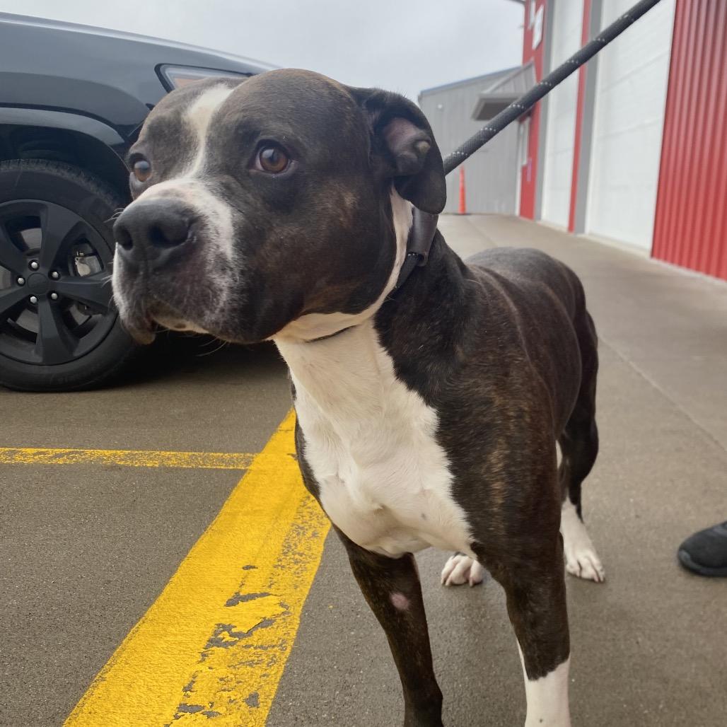 Brutus, Adoptable, Adult Male Pit Bull Terrier.