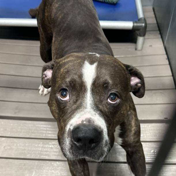 Enlarge Brutus, a Adoptable Pit Bull Terrier in Muscatine, IA image 2/6