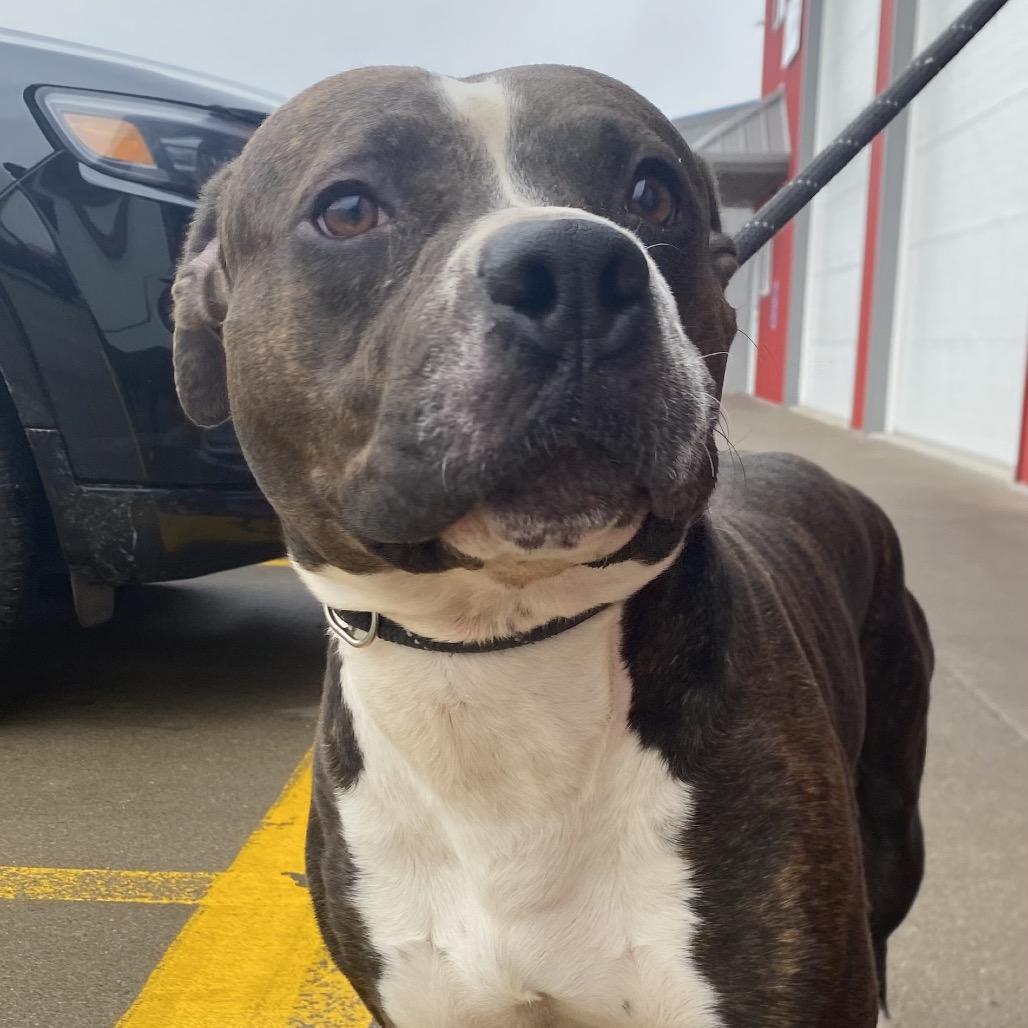 Enlarge Brutus, a Adoptable Pit Bull Terrier in Muscatine, IA image 3/6