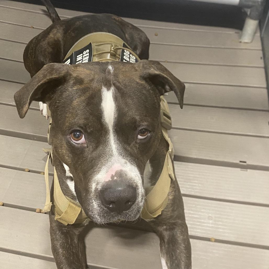 Enlarge Brutus, a Adoptable Pit Bull Terrier in Muscatine, IA image 4/6