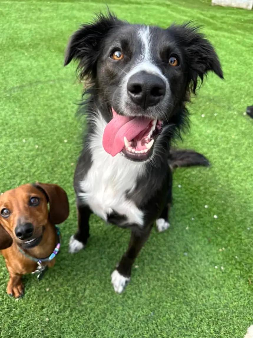 Lulu - FOSTER NEEDED!!!, adoptable, Adult Female Border Collie & Pit Bull Terrier.