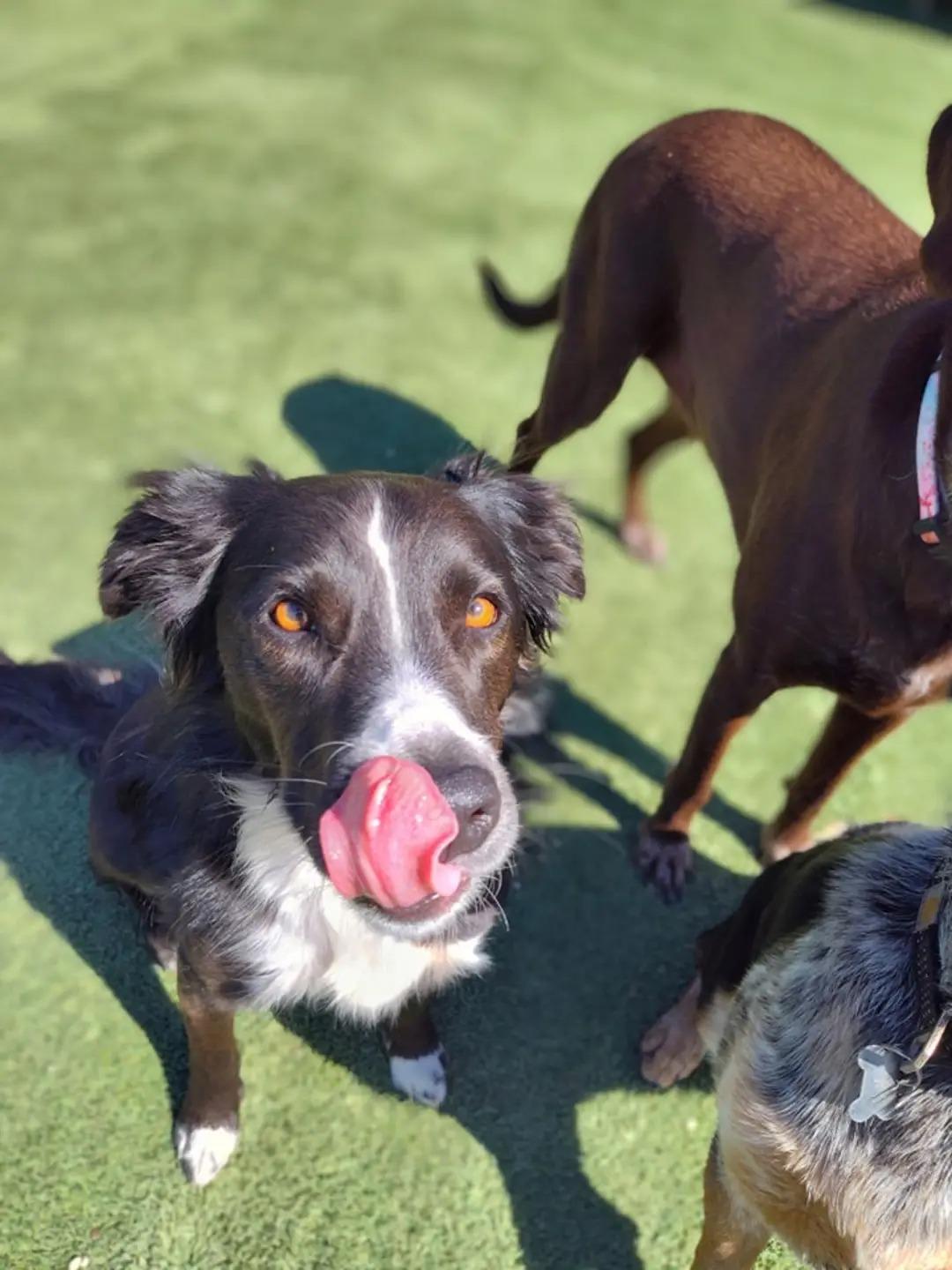 Lulu - FOSTER NEEDED!!!, an adoptable mixed breed in Minneapolis, MN image 4/6