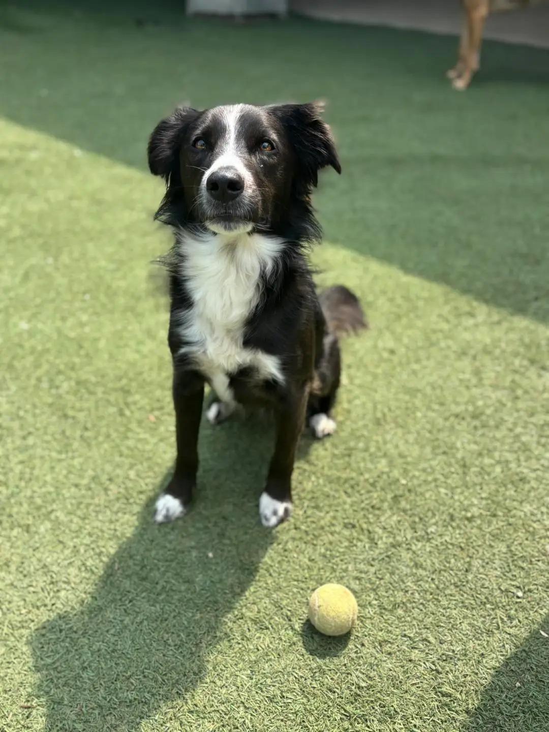 Lulu - FOSTER NEEDED!!!, an adoptable mixed breed in Minneapolis, MN image 3/6