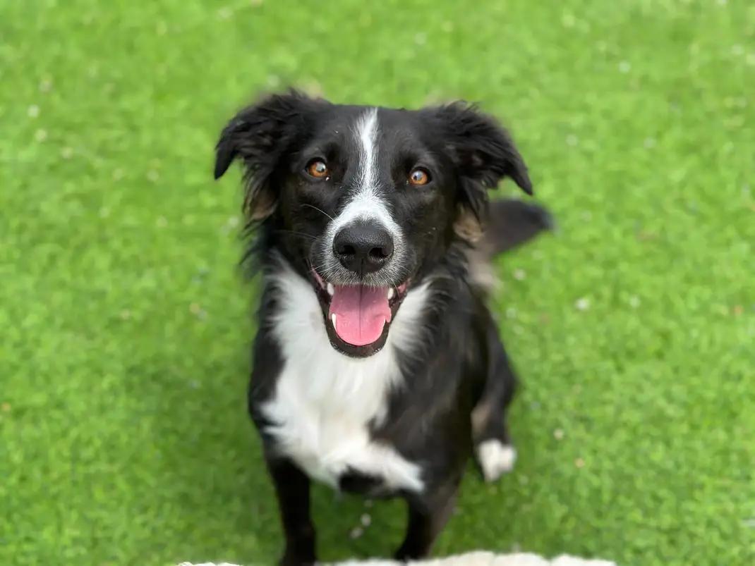 Lulu - FOSTER NEEDED!!!, an adoptable mixed breed in Minneapolis, MN image 2/6