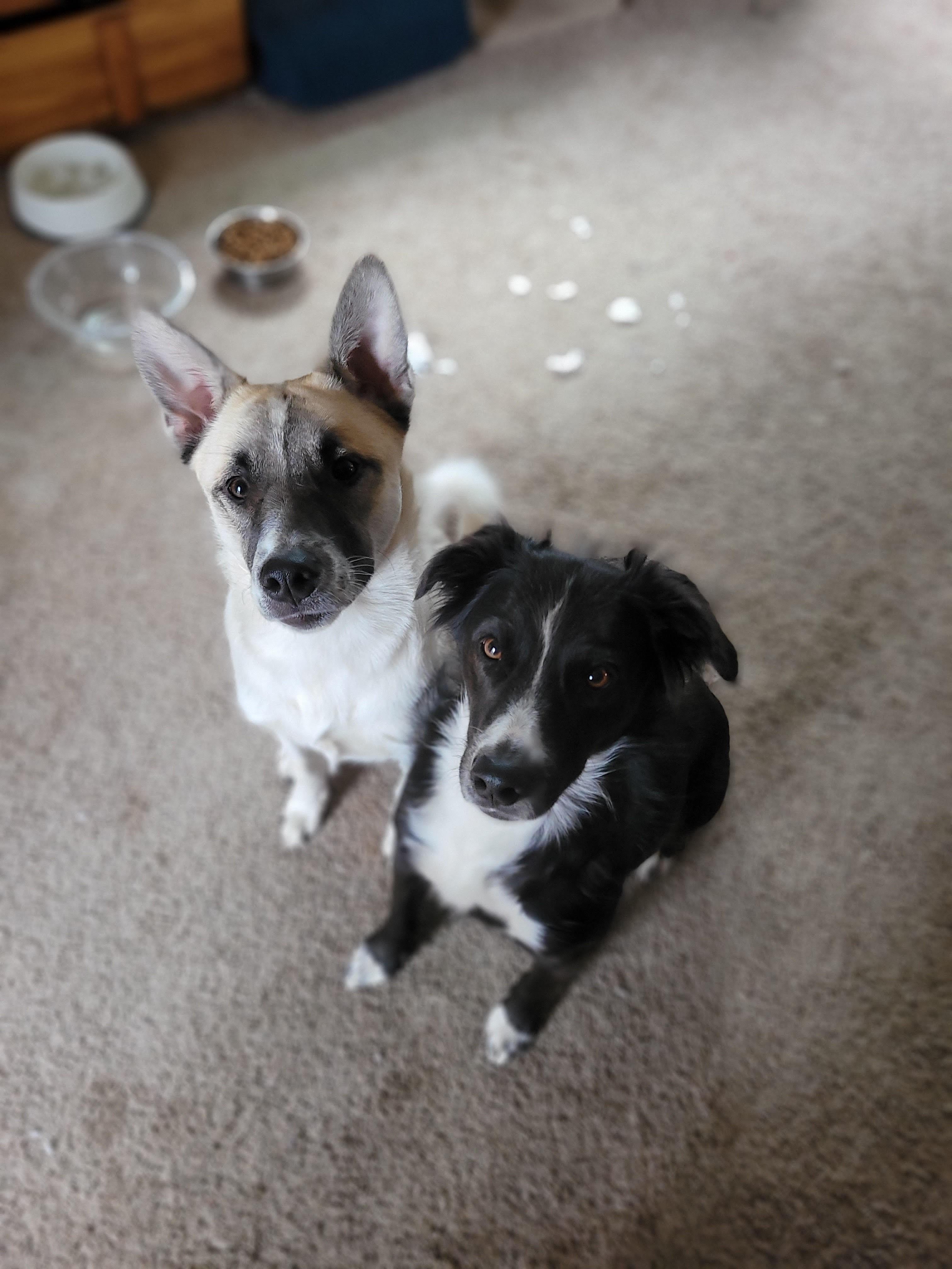 Lulu - FOSTER NEEDED!!!, an adoptable mixed breed in Minneapolis, MN image 5/6