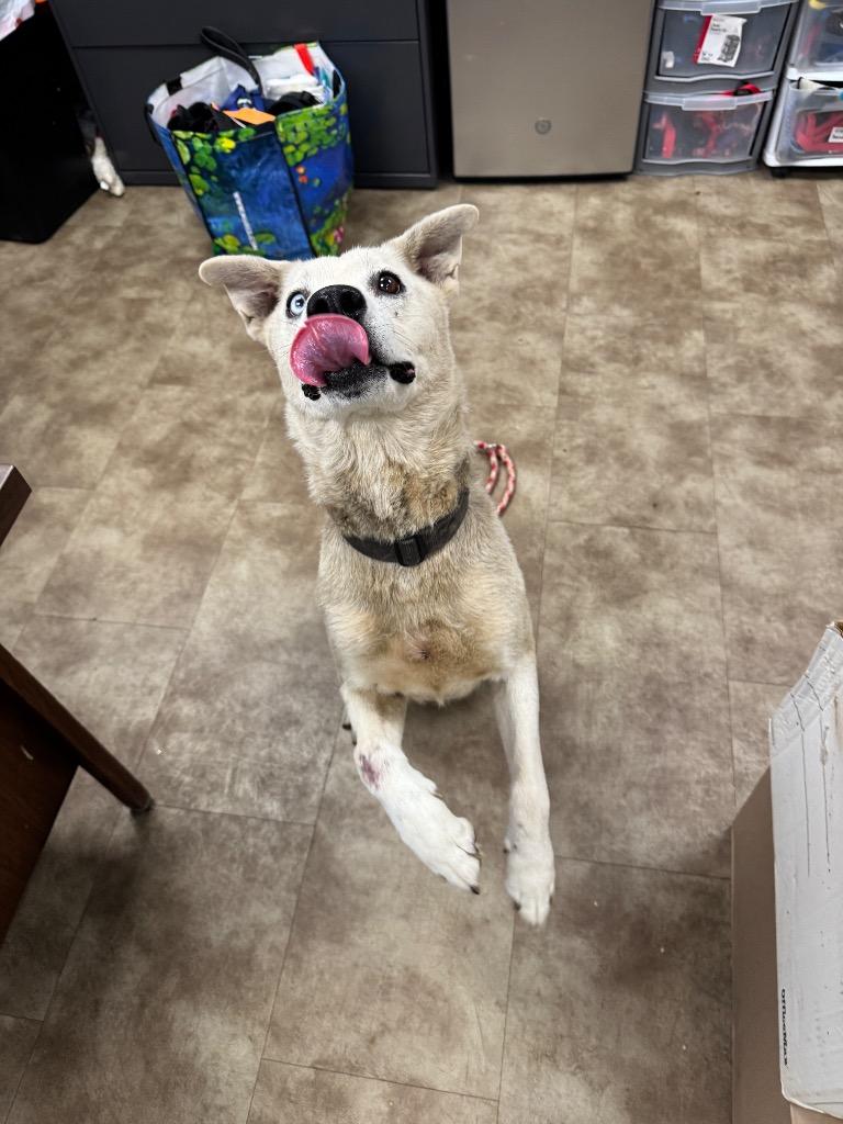 Hunny Nut, Adoptable, Adult Female Siberian Husky & Carolina Dog.