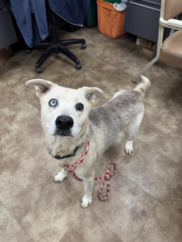 Hunny Nut, Adoptable, Adult Female Siberian Husky & Carolina Dog.