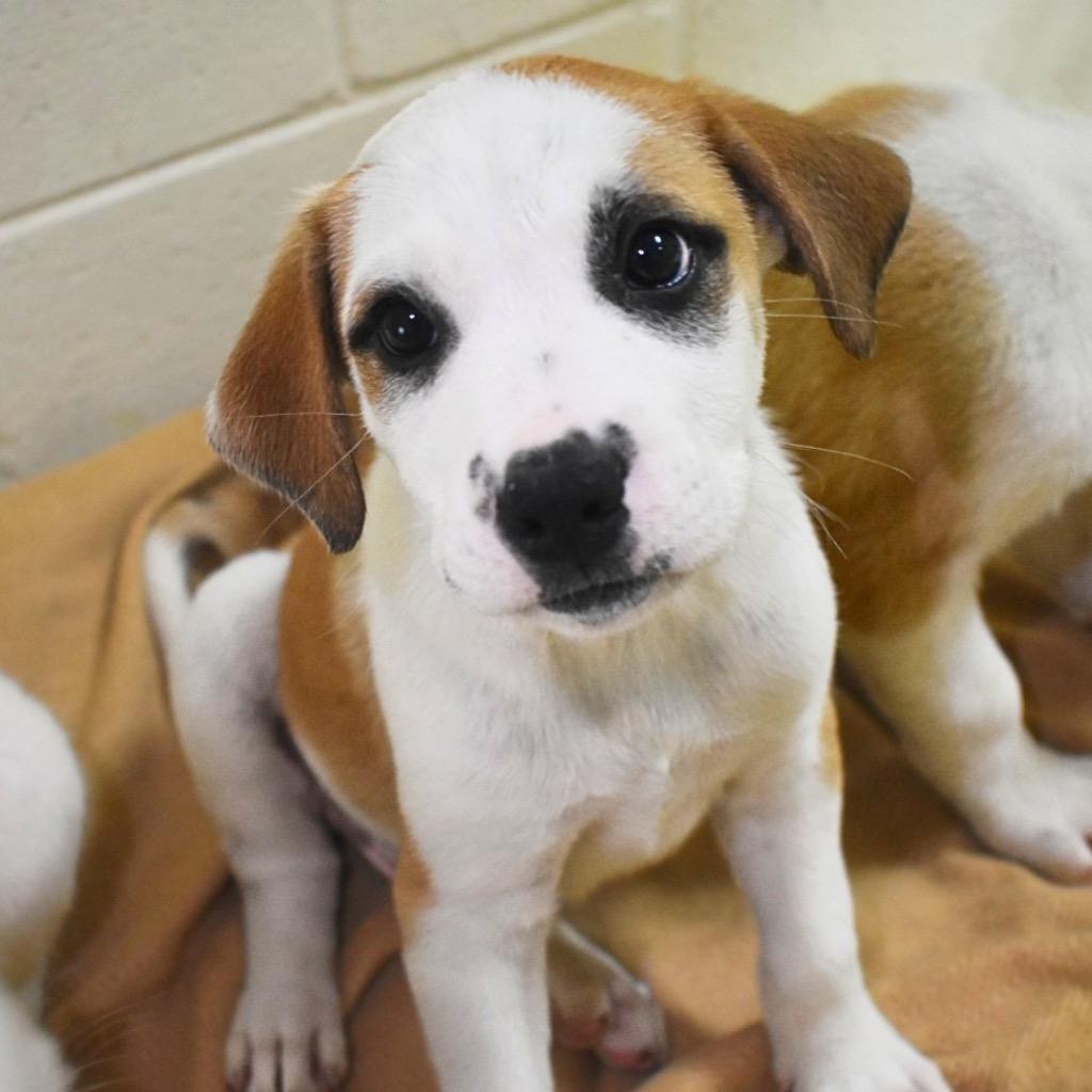 Ross, Adoptable, Puppy Male Mixed Breed.