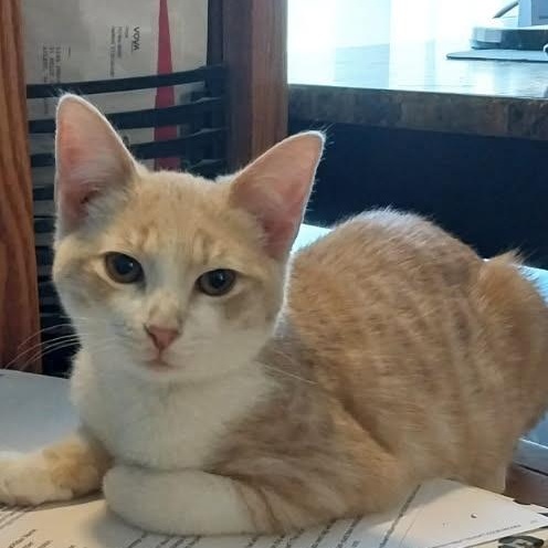 Enlarge Cillian, a Adoptable Domestic Short Hair in Aylett, VA image 3/4