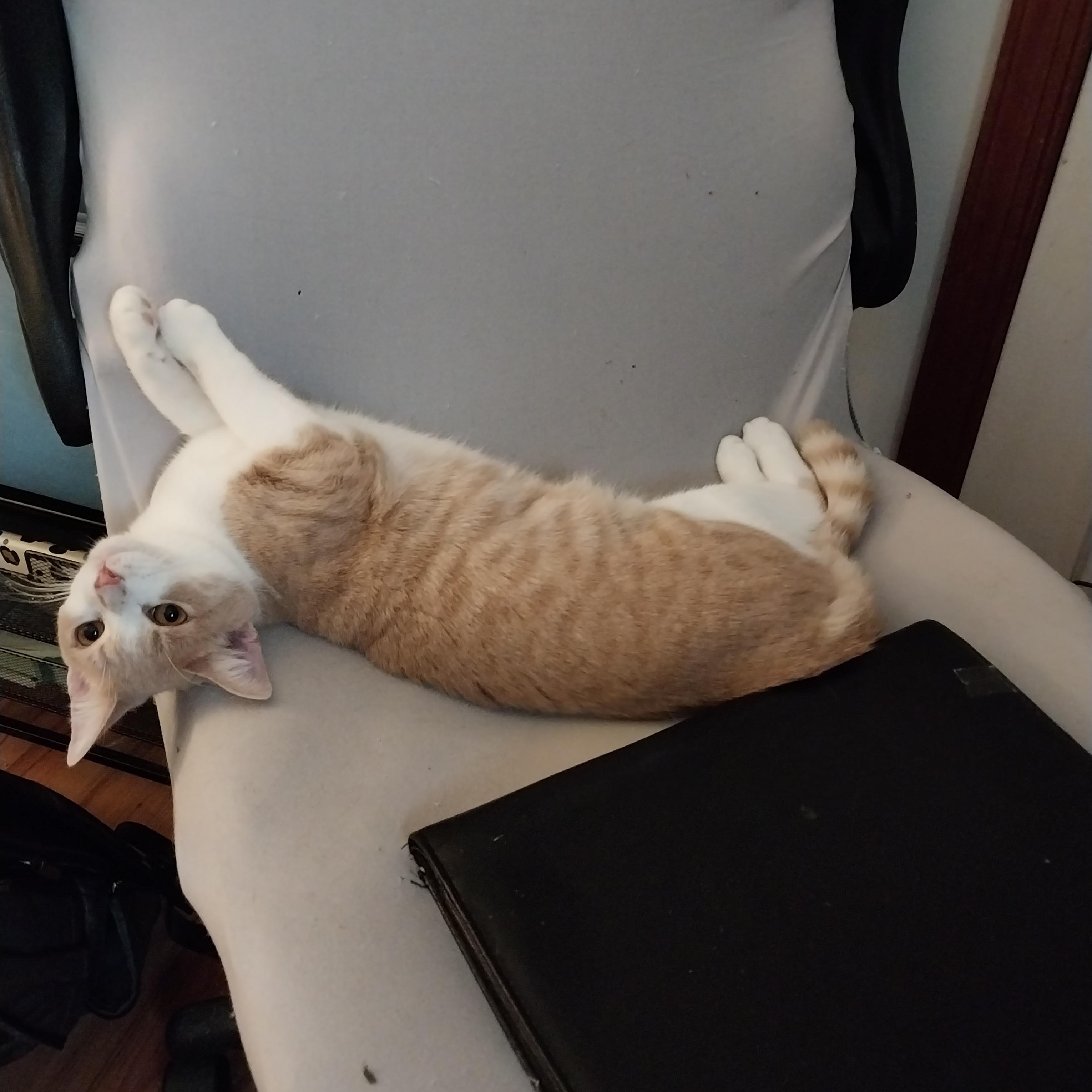 Enlarge Cillian, a Adoptable Domestic Short Hair in Aylett, VA image 1/4