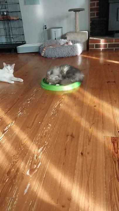 Enlarge Cillian, a Adoptable Domestic Short Hair in Aylett, VA video 4/4