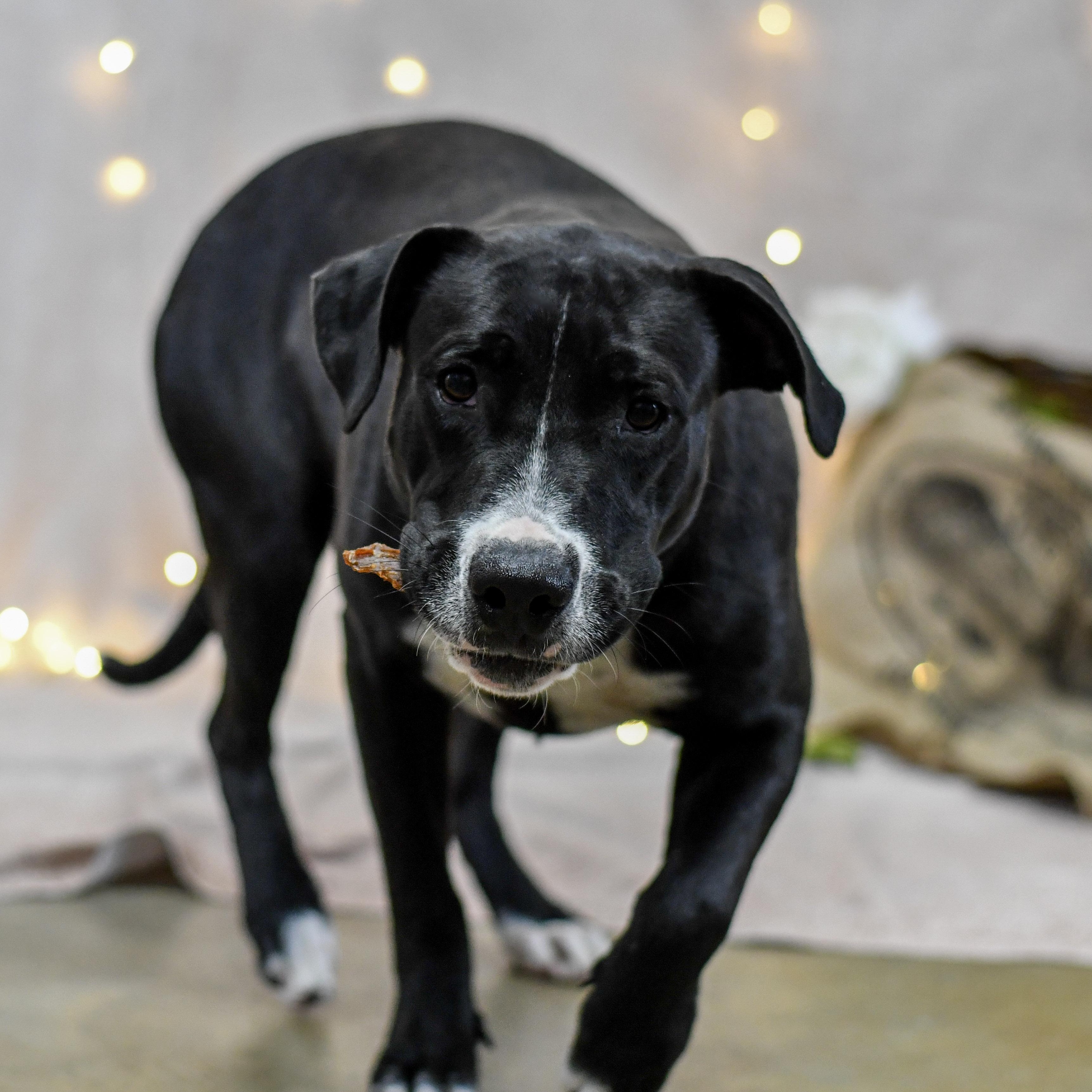 Enlarge Enya, a ADOPTABLE mixed breed in Defuniak Springs, FL image 1/1