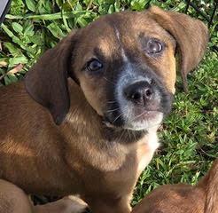Sasha, a ADOPTABLE mixed breed in Palm City, FL image 1/4