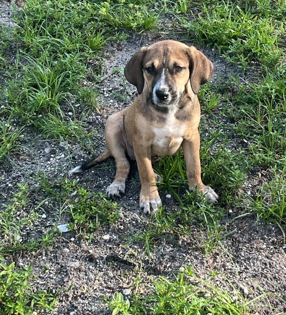 Sasha, a ADOPTABLE mixed breed in Palm City, FL image 2/4