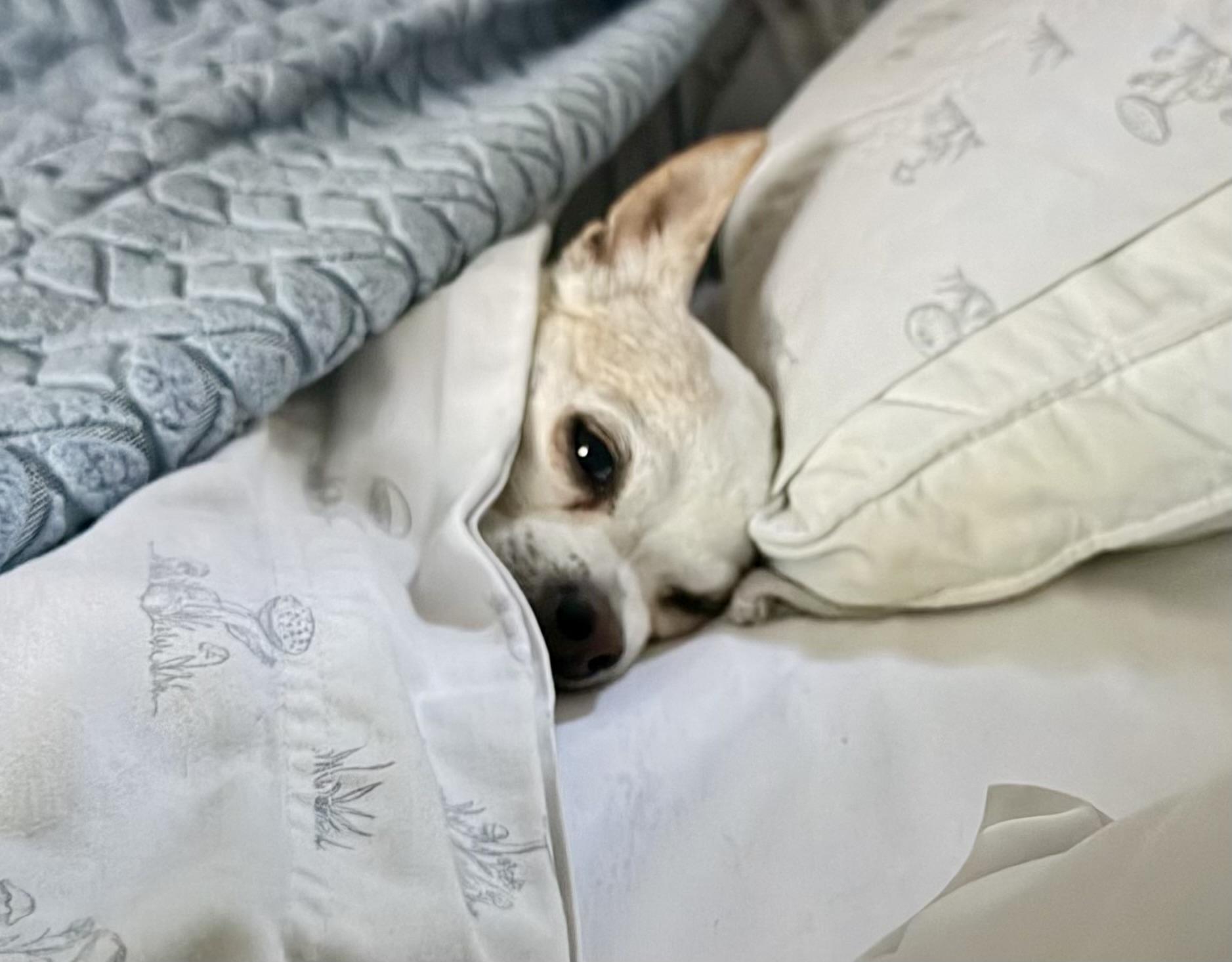 Enlarge Daisy, a ADOPTABLE Chihuahua in Fairfax, VA image 3/5