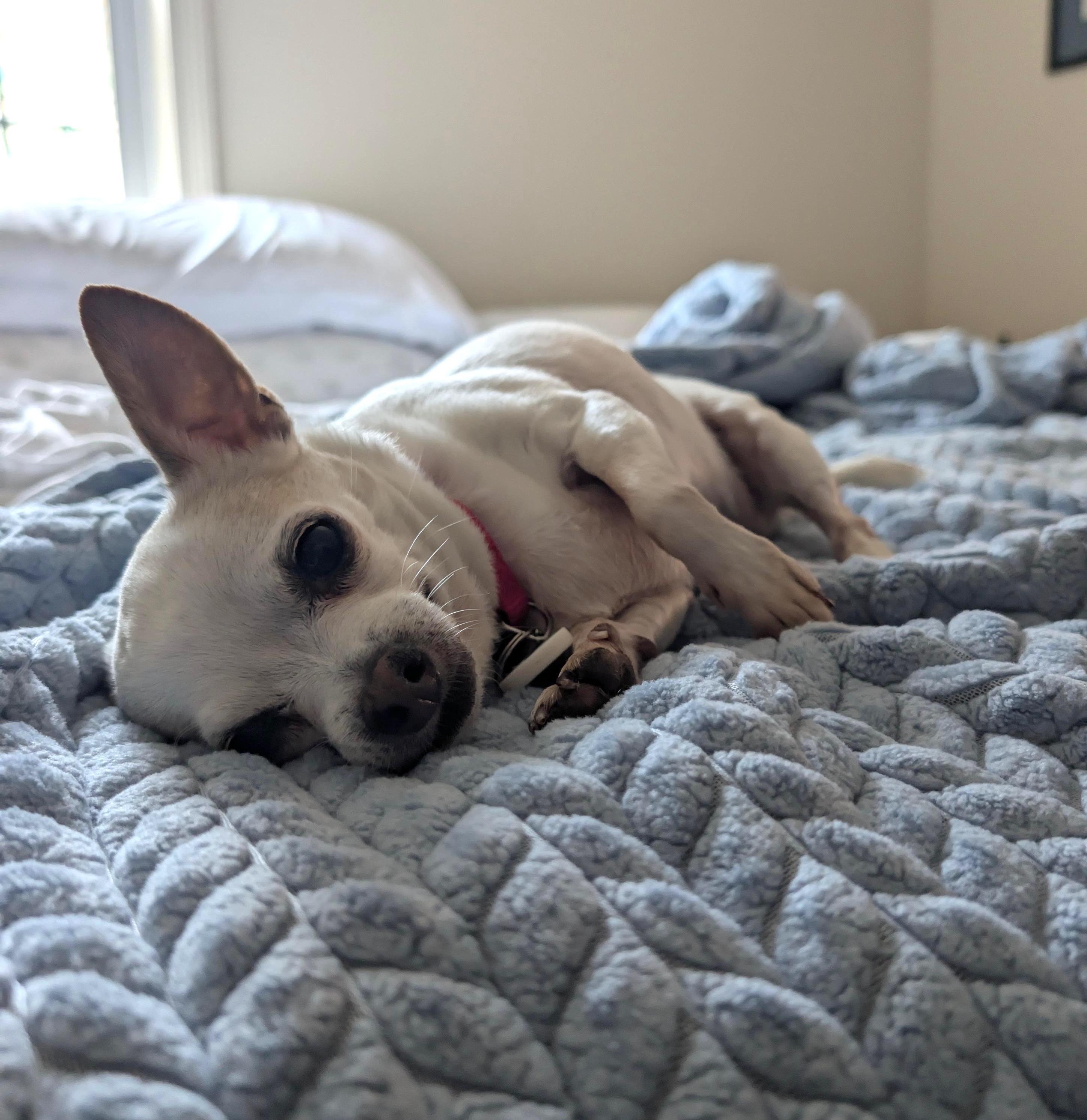 Enlarge Daisy, a ADOPTABLE Chihuahua in Fairfax, VA image 5/5