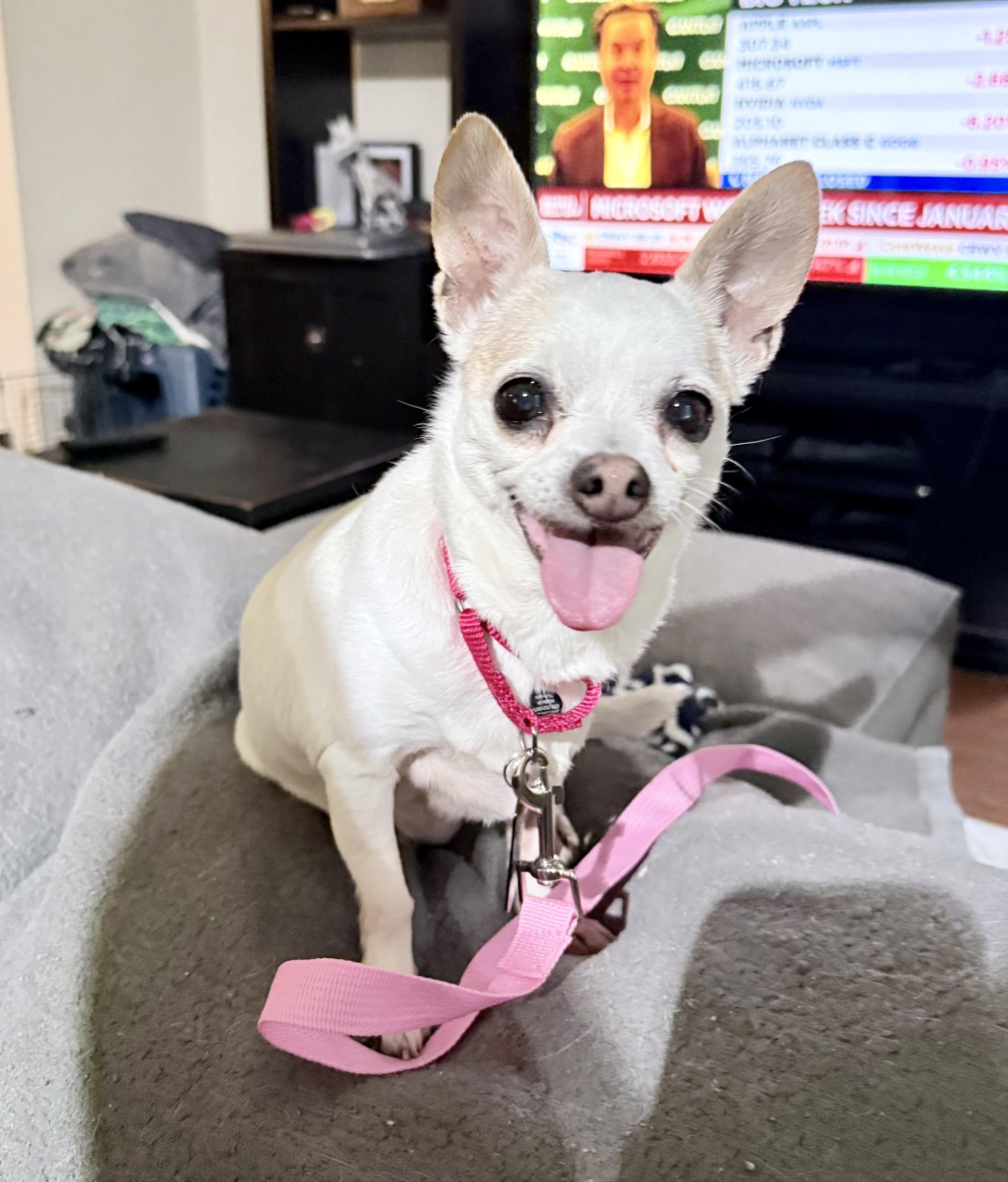 Enlarge Daisy, a ADOPTABLE Chihuahua in Fairfax, VA image 1/5