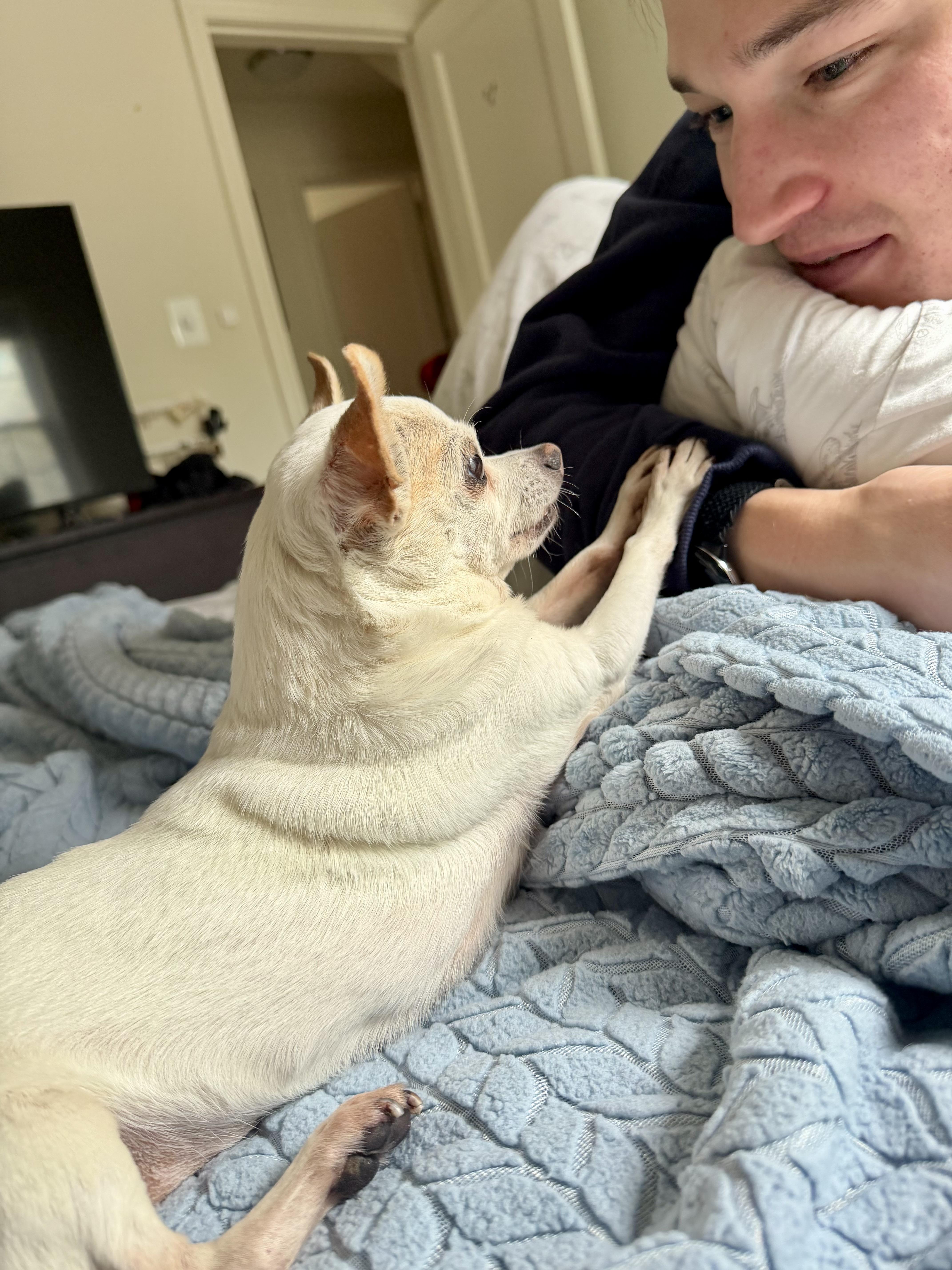 Enlarge Daisy, a ADOPTABLE Chihuahua in Fairfax, VA image 2/5