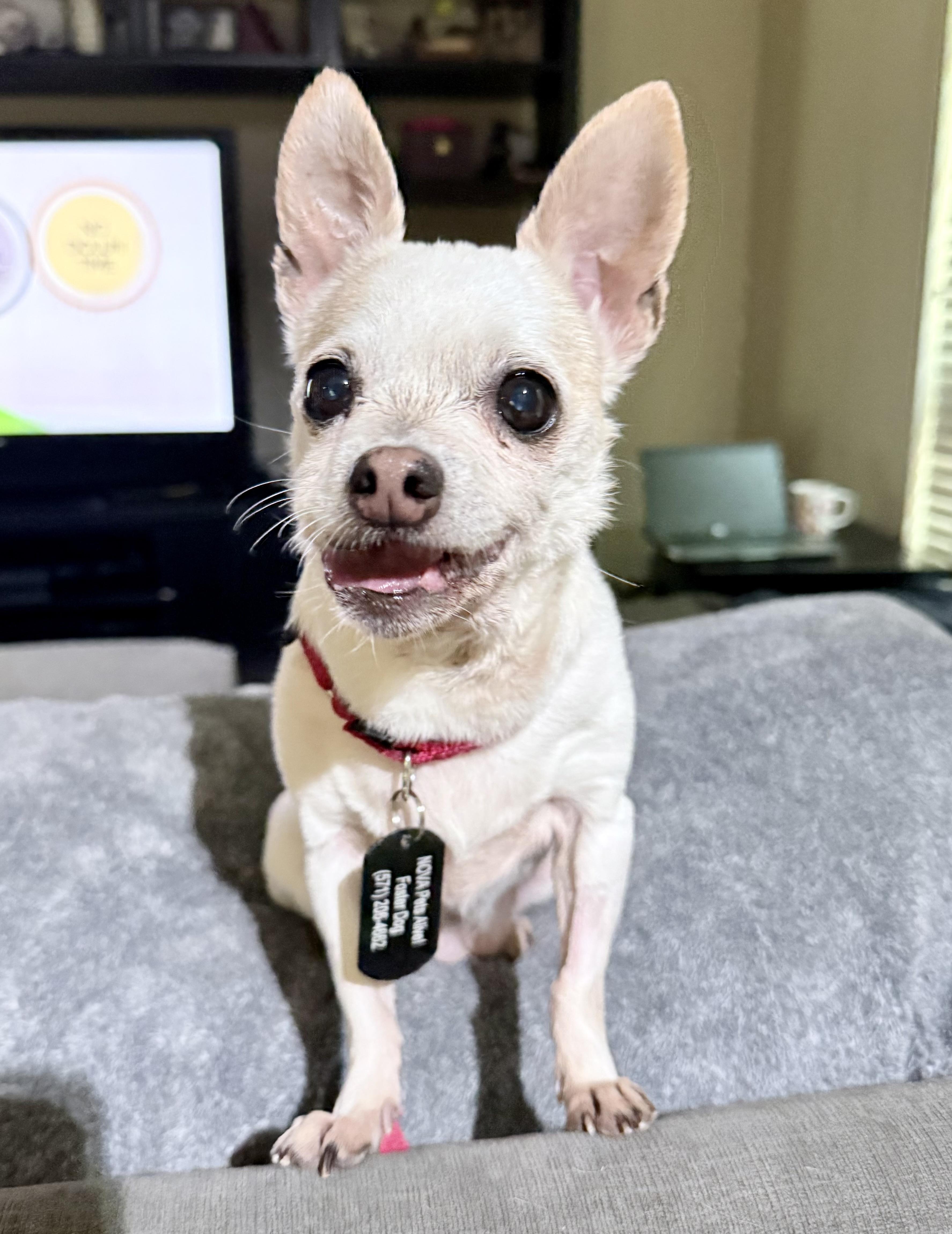 Enlarge Daisy, a ADOPTABLE Chihuahua in Fairfax, VA image 4/5