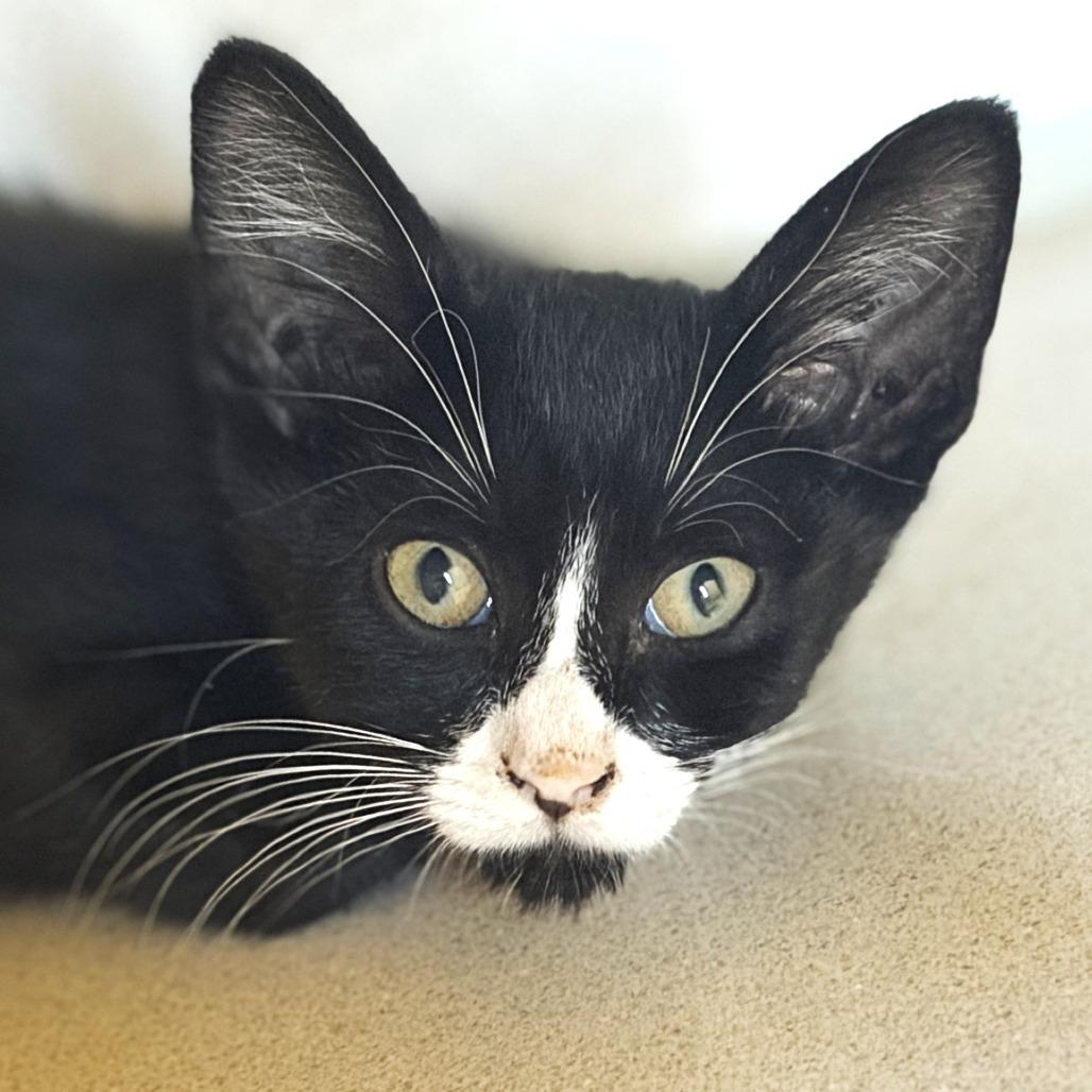Enlarge Tomatillo (26-2I-3), a Adoptable Domestic Short Hair in Rifle, CO image 1/2
