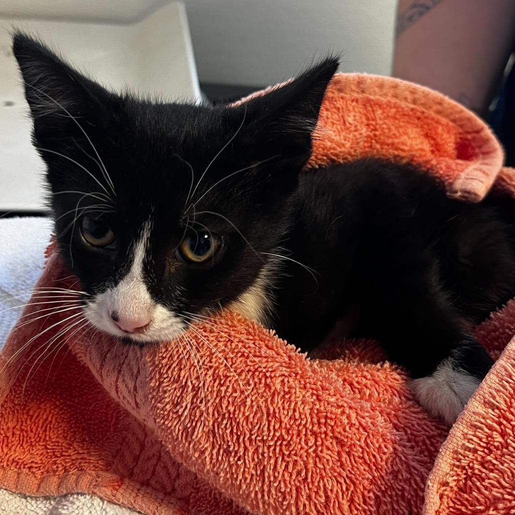 Enlarge Tomatillo (26-2I-3), a Adoptable Domestic Short Hair in Rifle, CO image 2/2