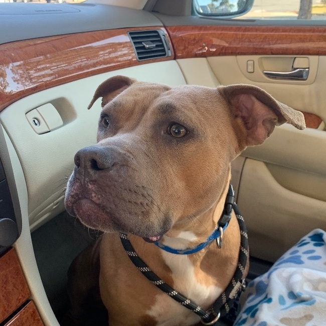 Ruby , Adoptable, Young Female American Bulldog.