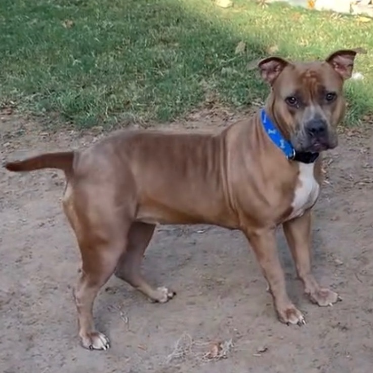 Ruby , a Adoptable American Bulldog in Bixby, OK image 2/6