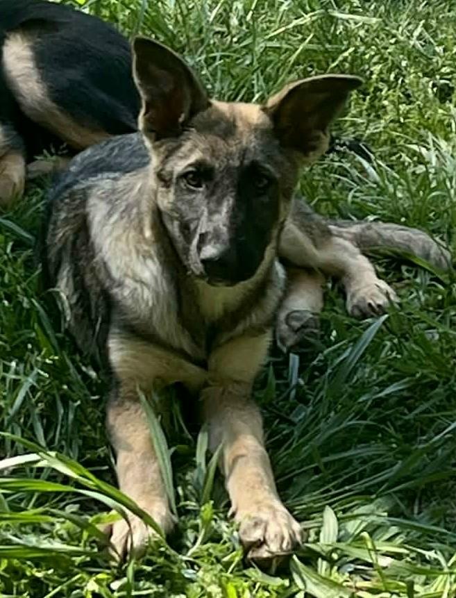 Enlarge Ryker, a ADOPTABLE German Shepherd Dog in Gardiner, NY image 1/3