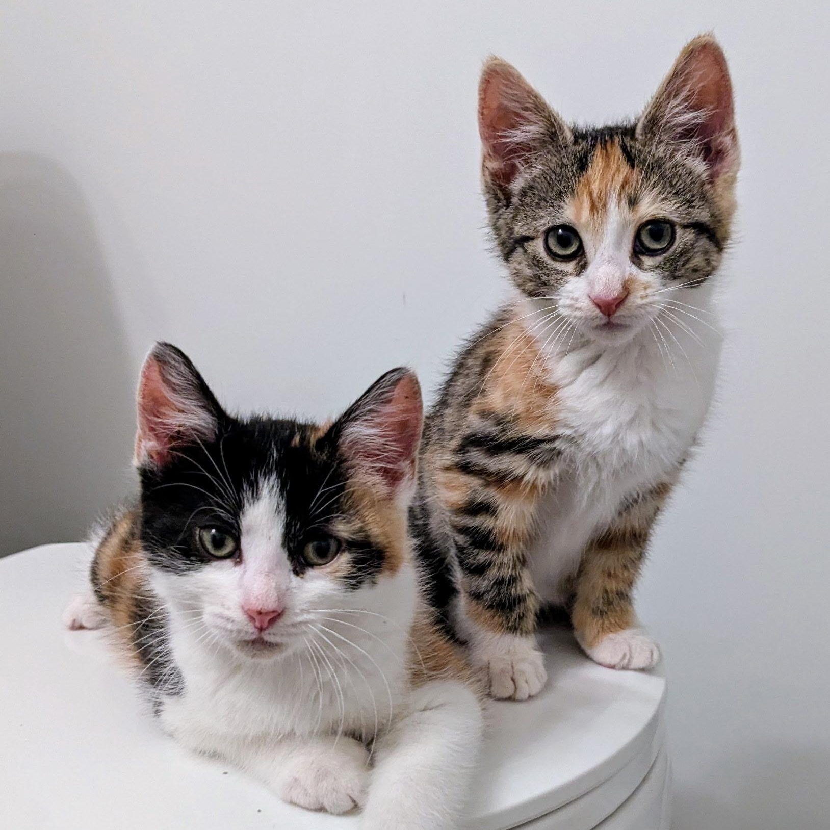 Thelma and Louise, Baby Female unknown