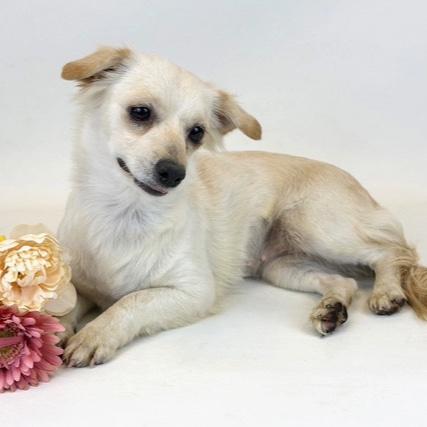 Frappe, Adoptable, Adult Female Chihuahua.