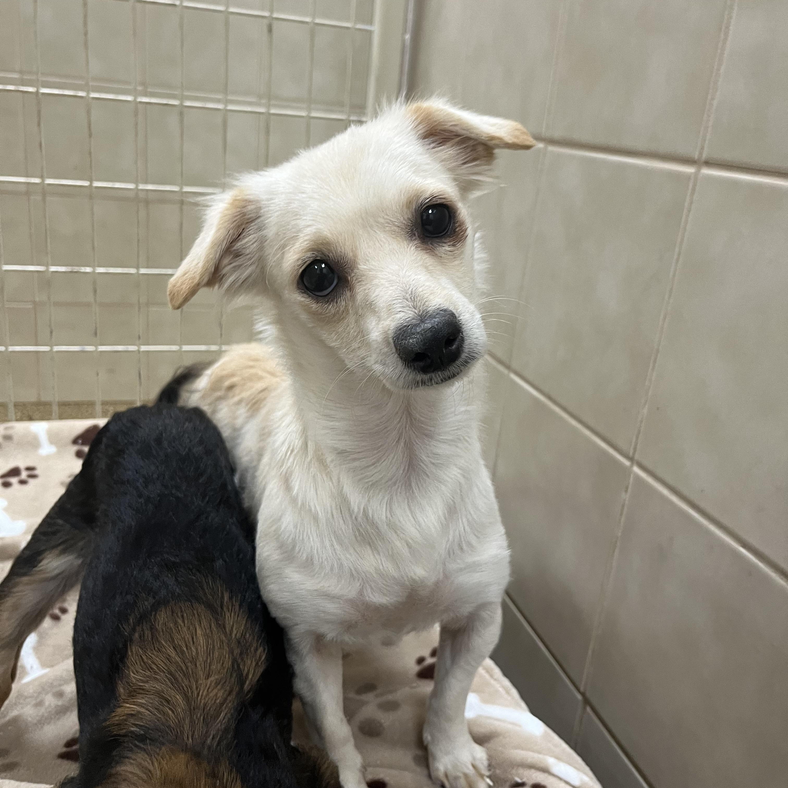 Frappe, Adoptable, Adult Female Chihuahua.