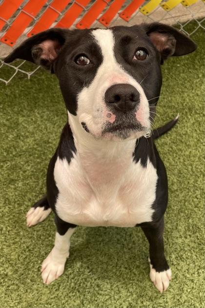 Rogue, a Adoptable mixed breed in Fort Worth, TX image 1/3