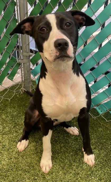Rogue, a Adoptable mixed breed in Fort Worth, TX image 2/3