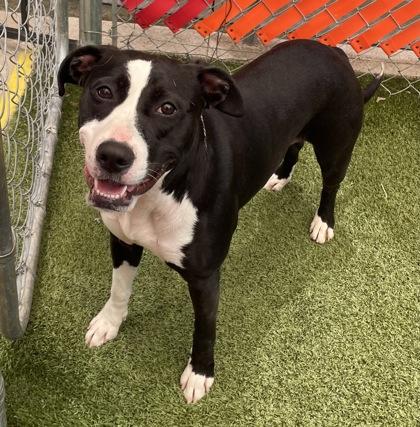 Rogue, a Adoptable mixed breed in Fort Worth, TX image 3/3