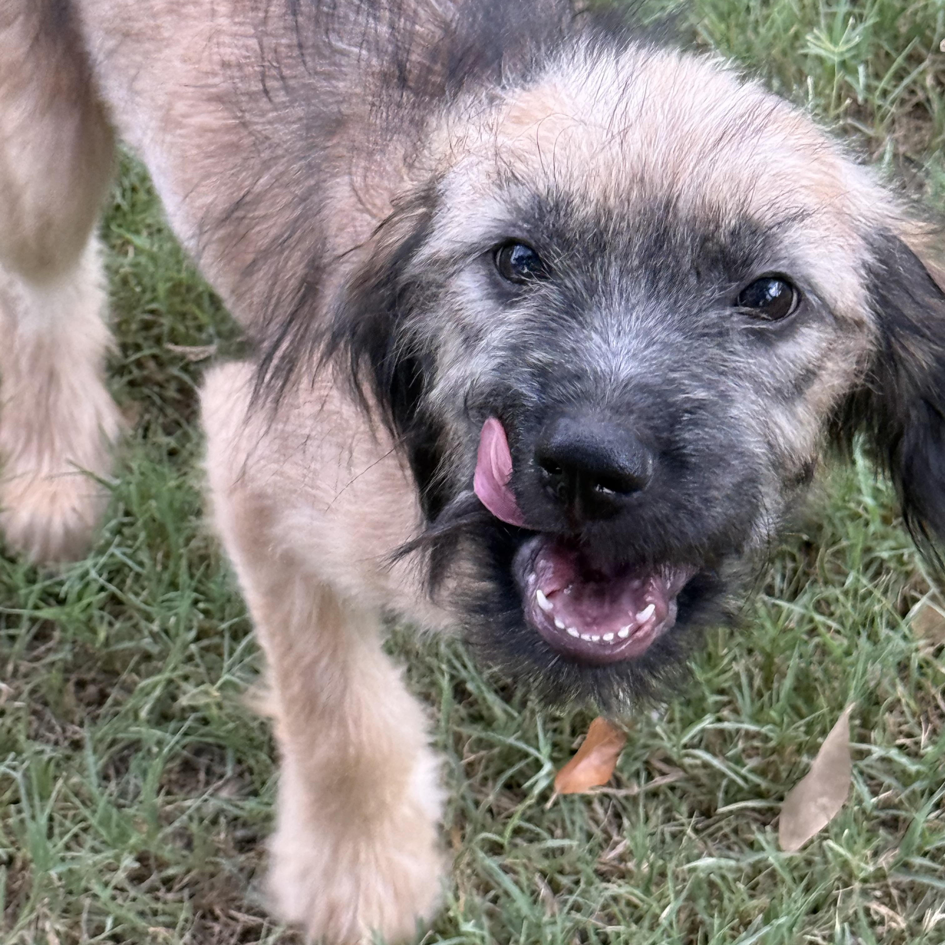 Enlarge Charlotte O-M-Goodness What is she, a Adopted mixed breed in Lockhart, TX image 5/6