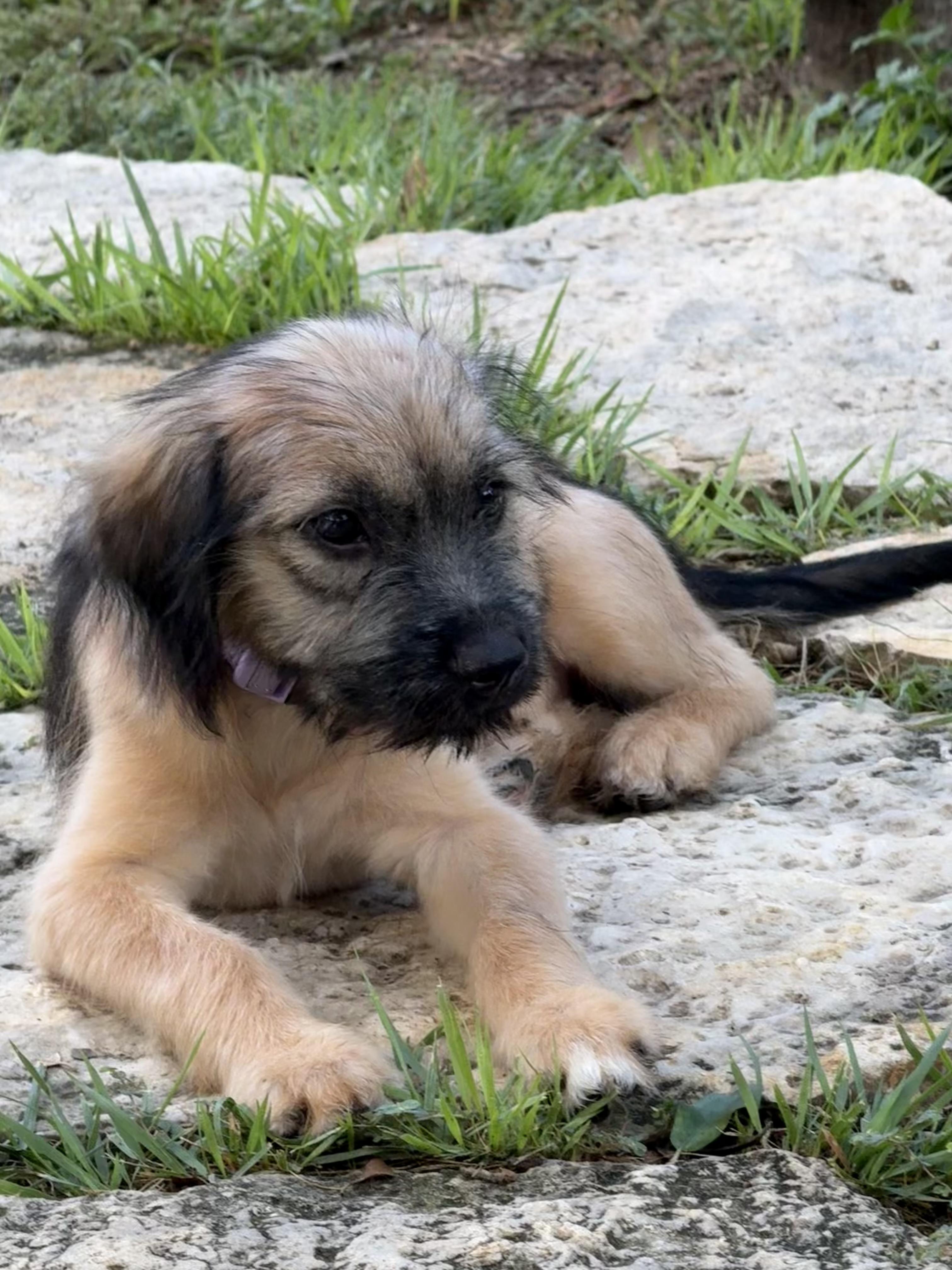 Enlarge Charlotte O-M-Goodness What is she, a Adopted mixed breed in Lockhart, TX image 3/6
