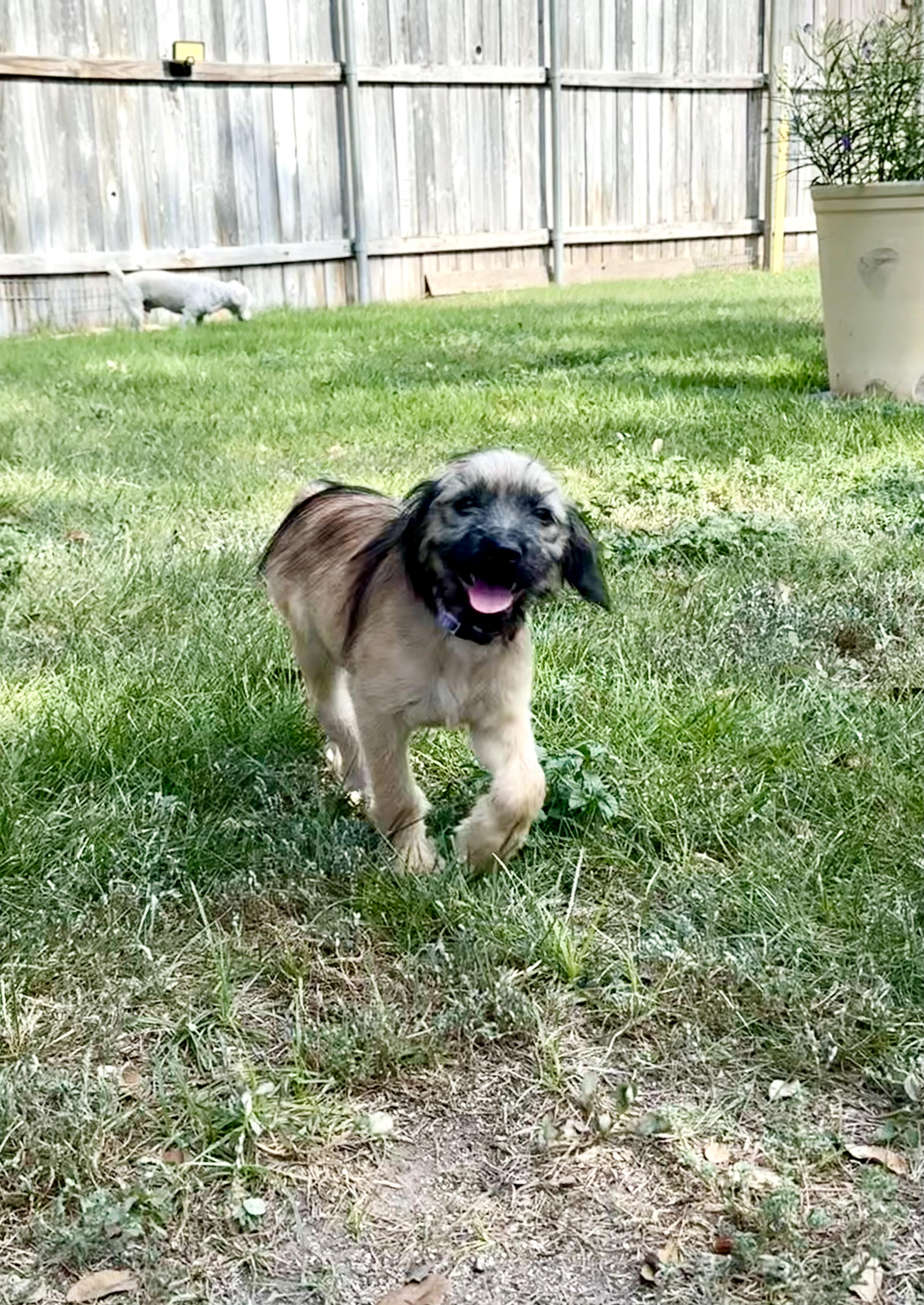 Enlarge Charlotte O-M-Goodness What is she, a Adopted mixed breed in Lockhart, TX image 2/6