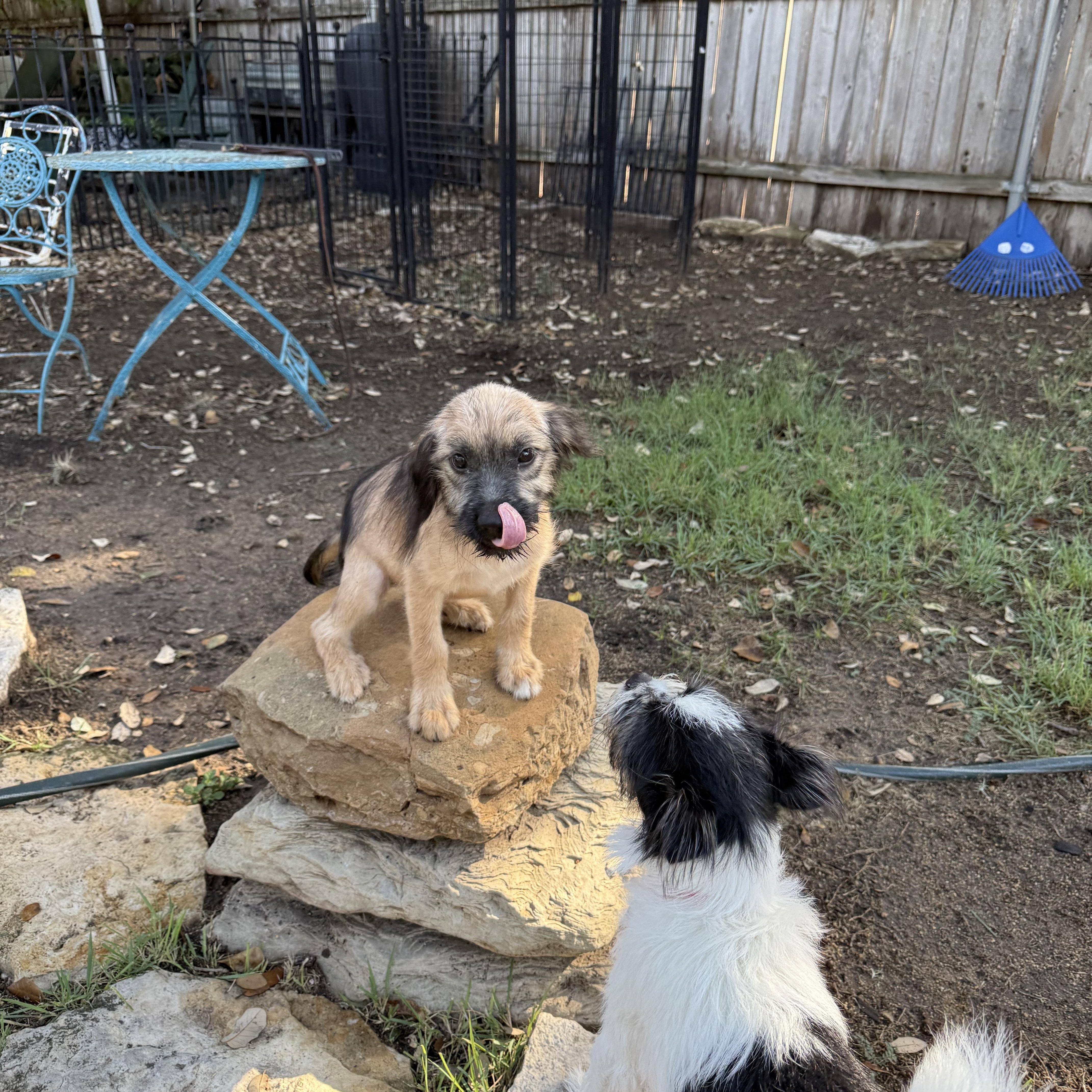 Enlarge Charlotte O-M-Goodness What is she, a Adopted mixed breed in Lockhart, TX image 6/6