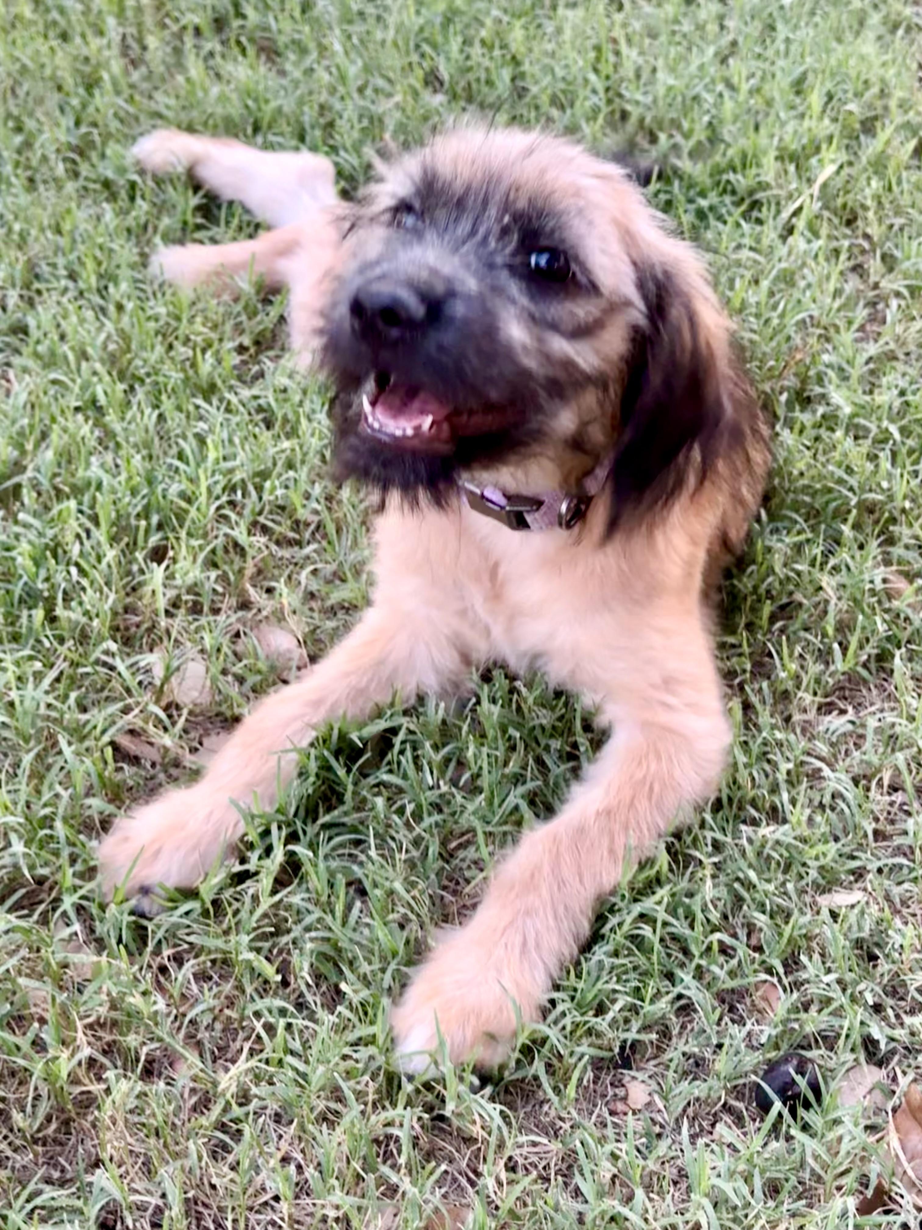 Charlotte O-M-Goodness What is she, Adopted, Puppy Female Afghan Hound & Irish Wolfhound.