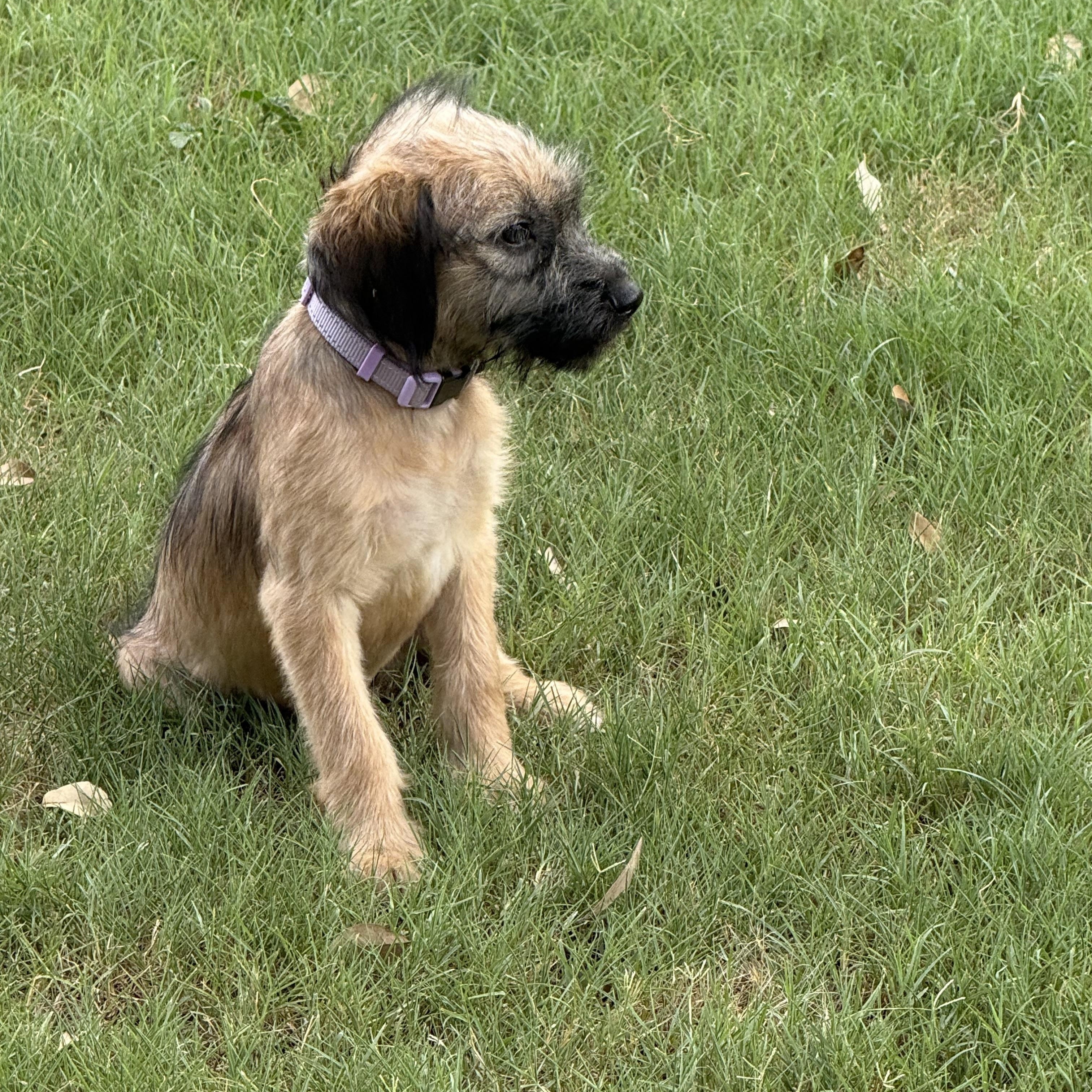 Enlarge Charlotte O-M-Goodness What is she, a Adopted mixed breed in Lockhart, TX image 4/6