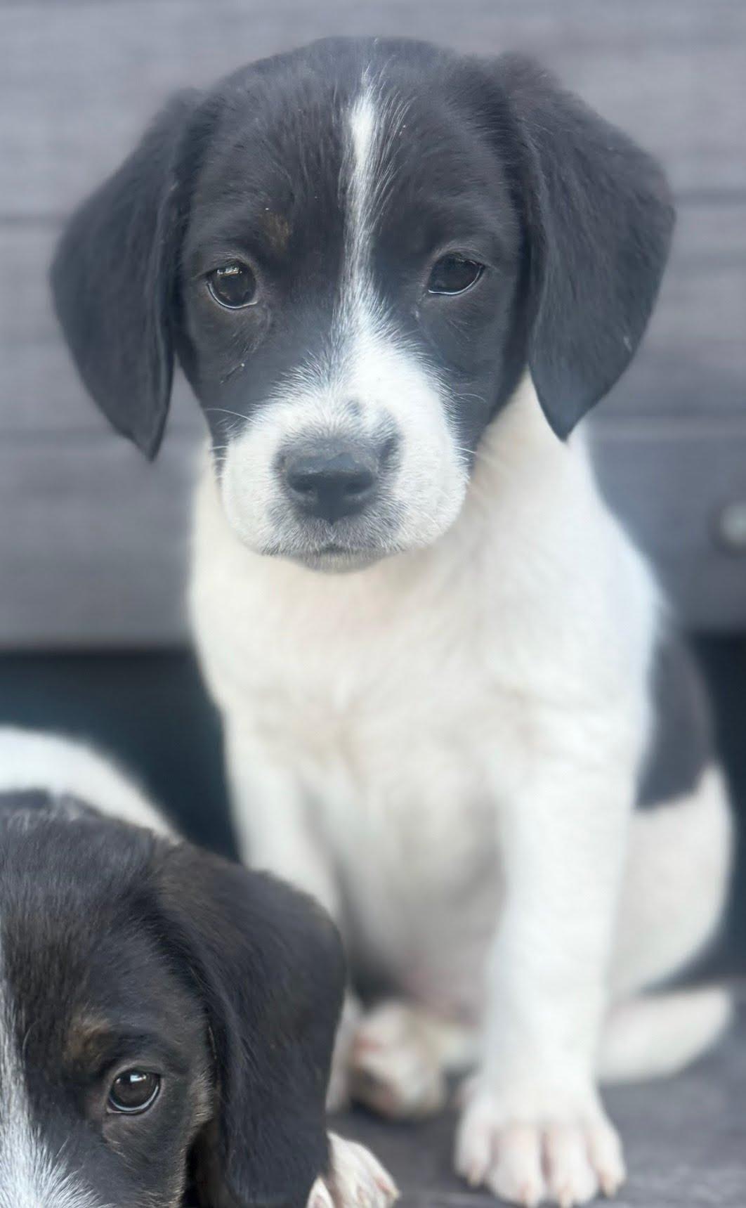 Gemini, Adopted, Puppy Female Border Collie.