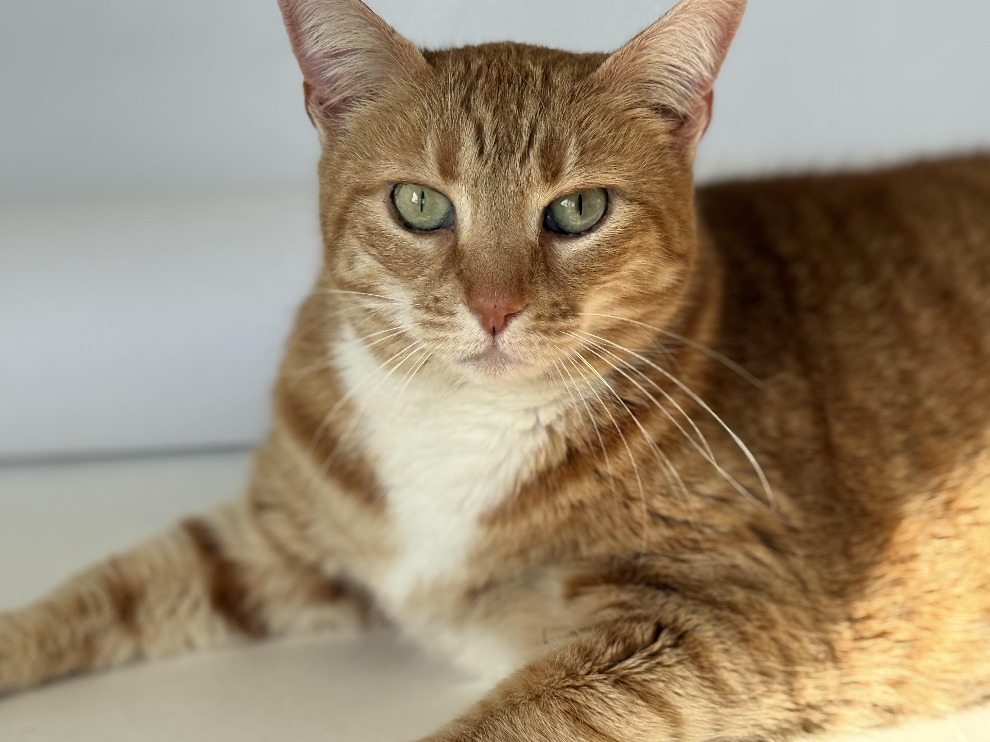 Starr, a Adoptable Domestic Short Hair in Johnson City, TN image 1/2