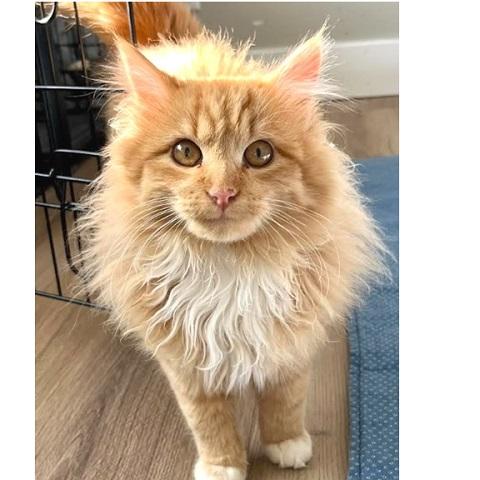 Enlarge Julius, a ADOPTABLE Tabby in Salt Lake City, UT image 1/1