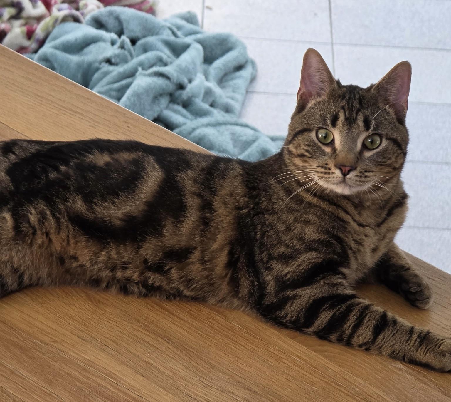 Spaz, Hank & Stormy (calling all angels - we're looking for a miracle), a ADOPTABLE mixed breed in Southbury, CT image 2/6