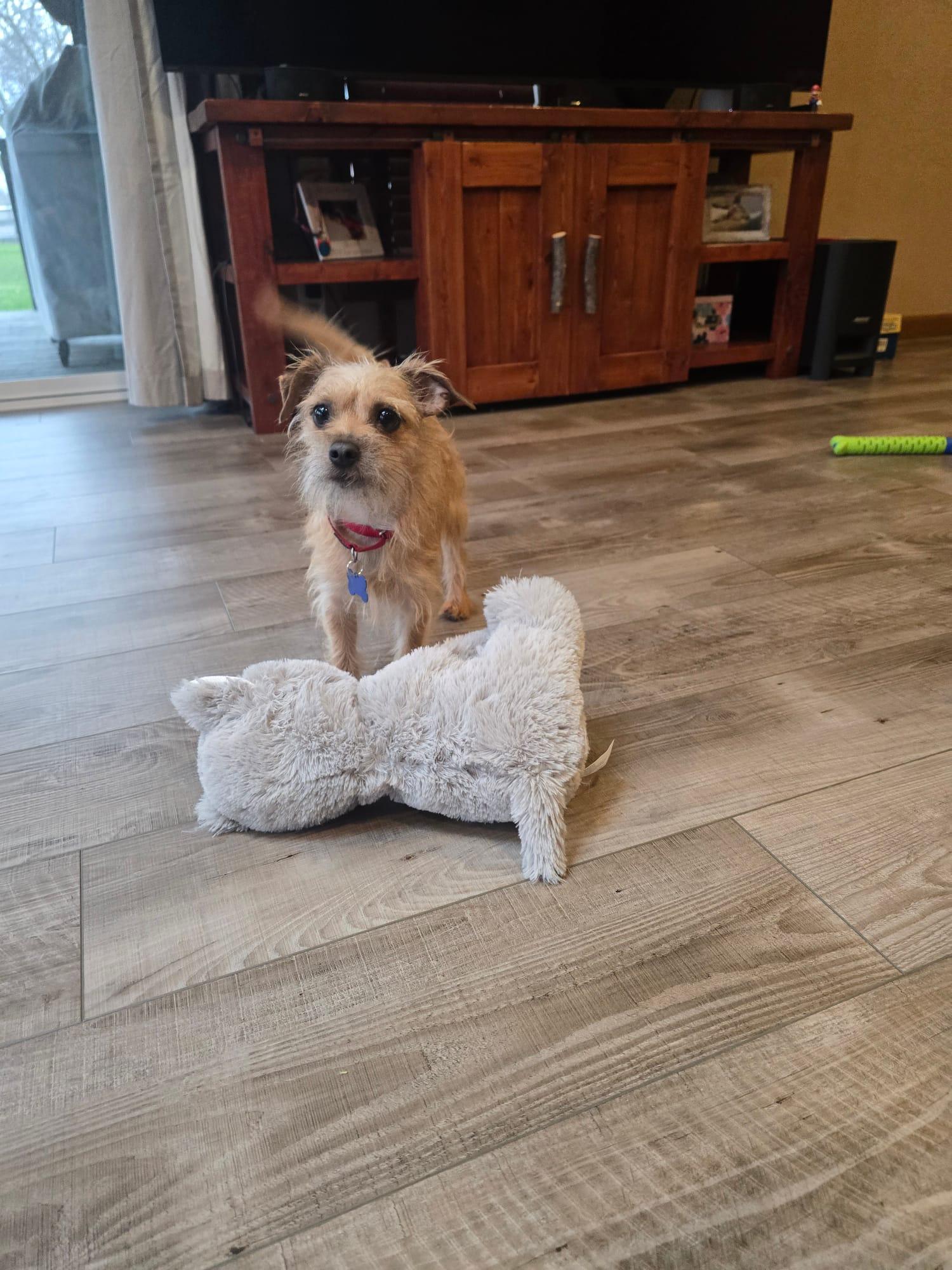 Enlarge Franky, an adopted mixed breed in De Pere, WI image 3/6