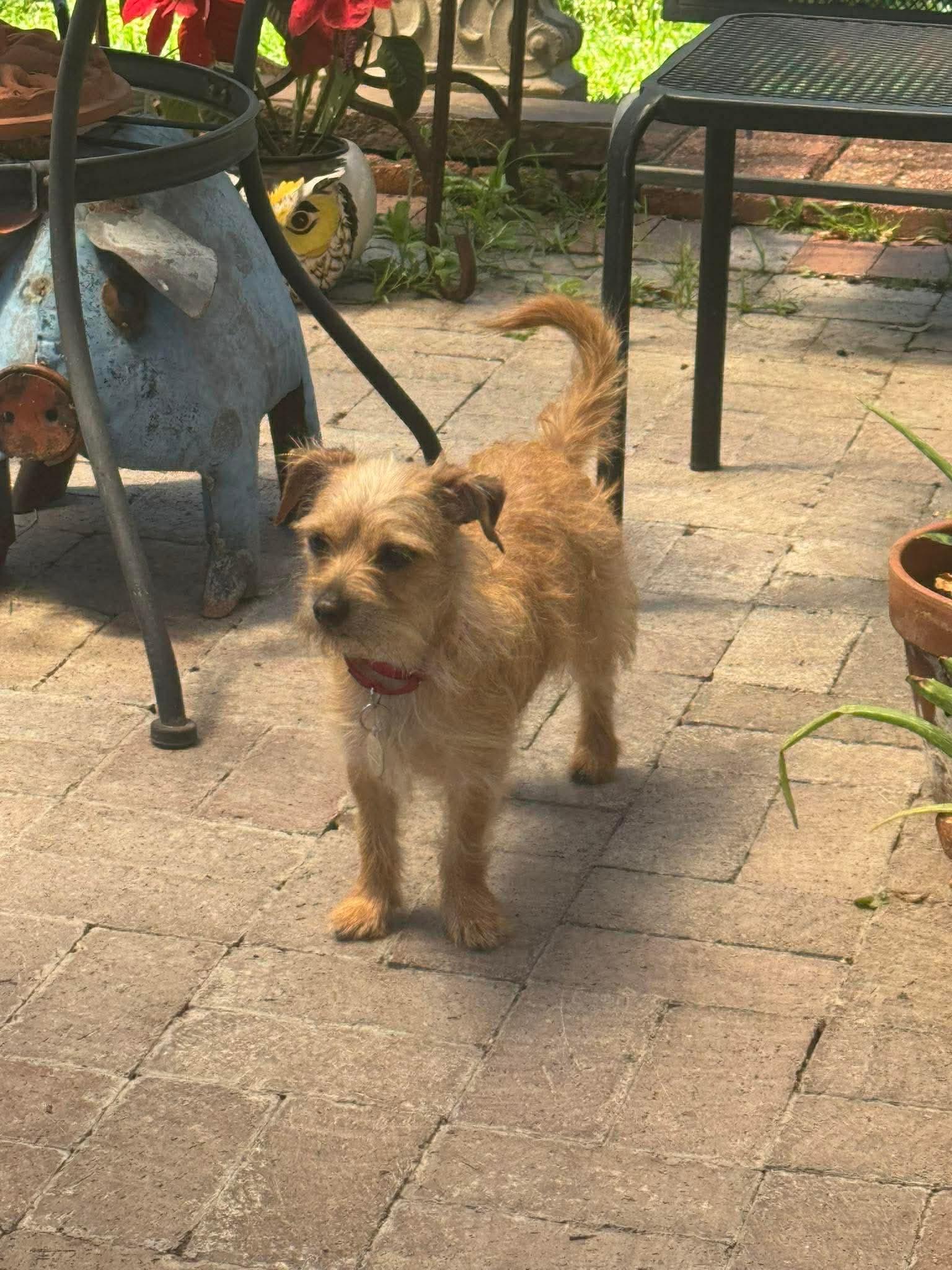 Franky, adopted, Young Male Terrier.