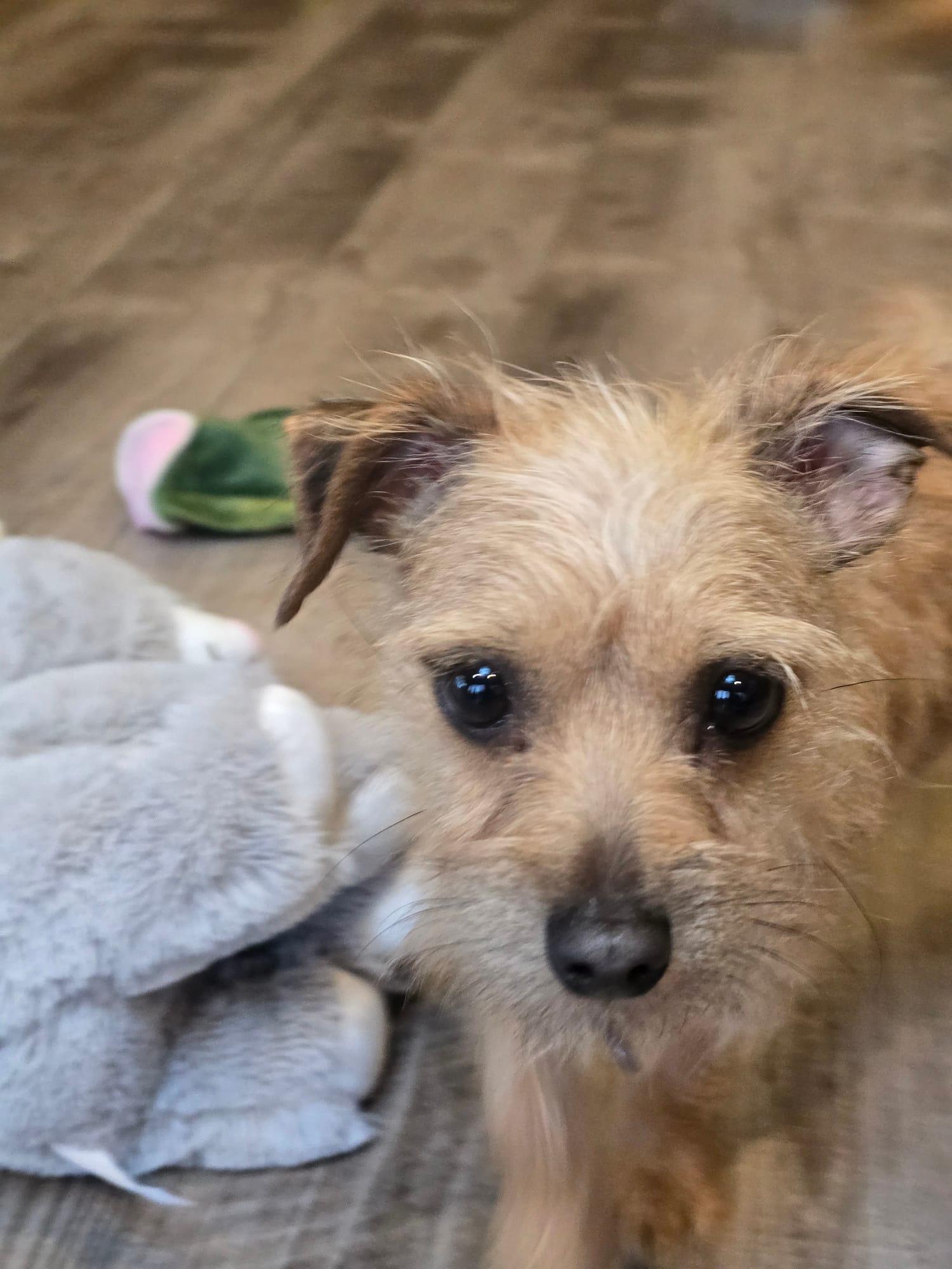 Enlarge Franky, an adopted mixed breed in De Pere, WI image 6/6
