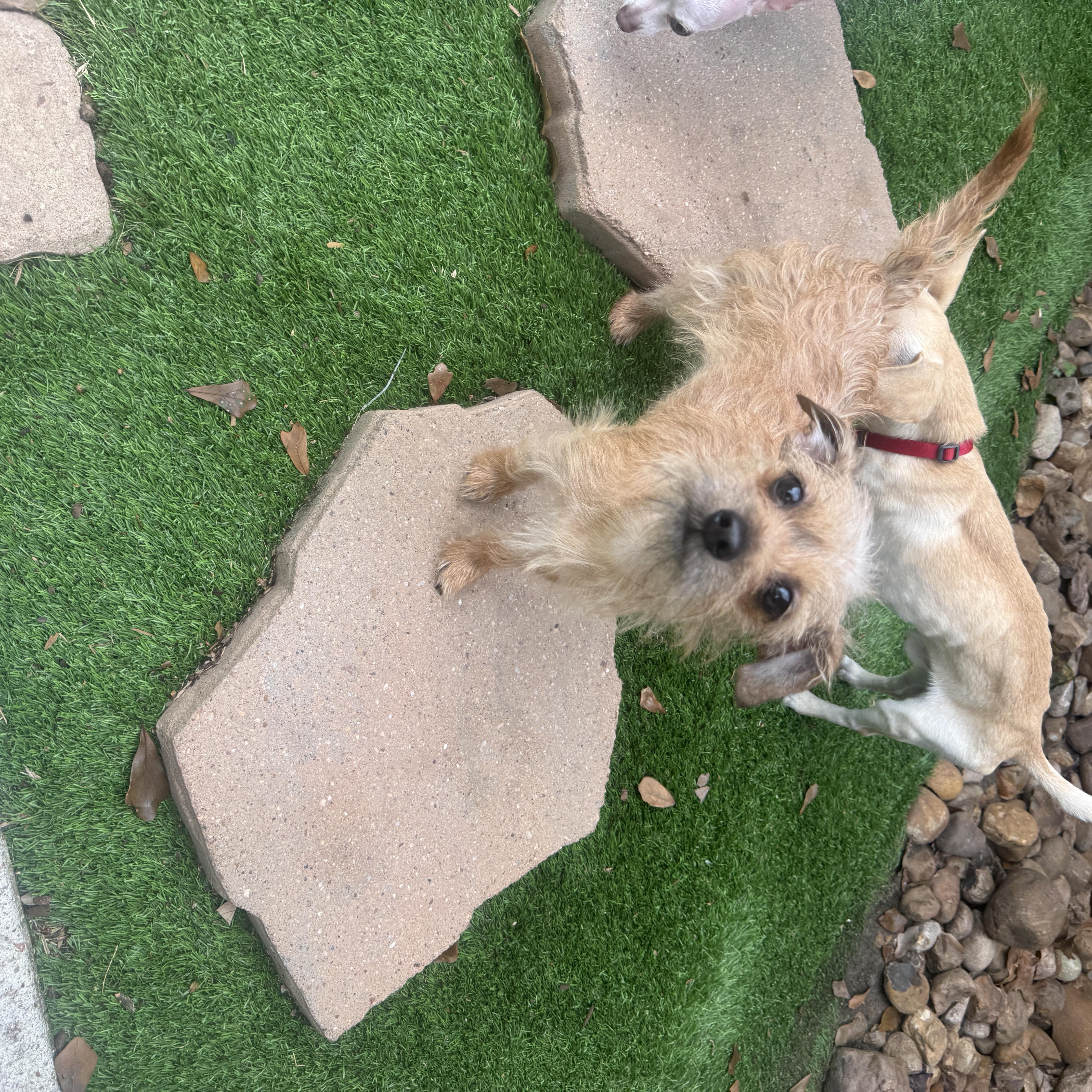 Enlarge Franky, an adopted mixed breed in De Pere, WI image 2/6