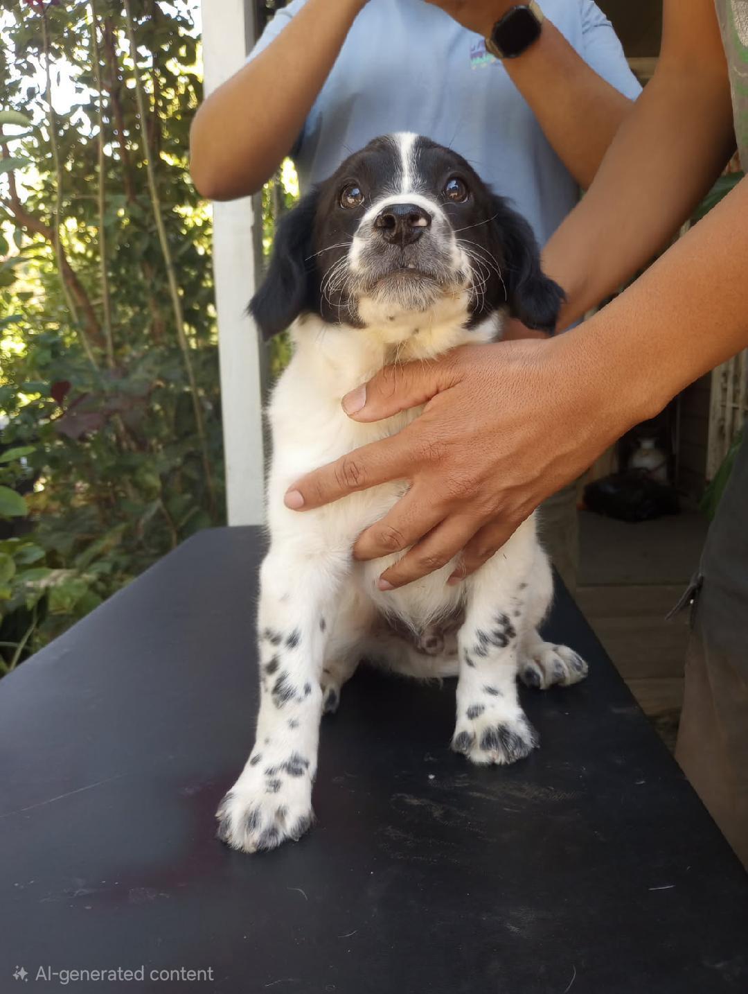Enlarge Fluffy , a Adoptable mixed breed in Burbank, CA image 2/3