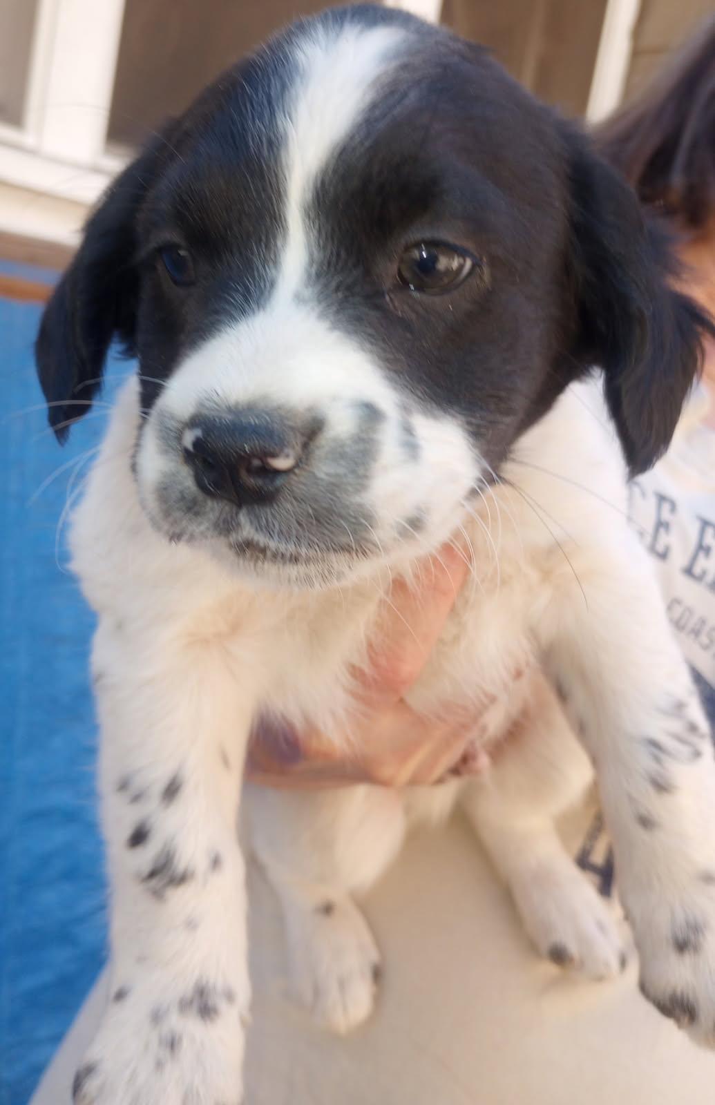 Enlarge Fluffy , a Adoptable mixed breed in Burbank, CA image 3/3